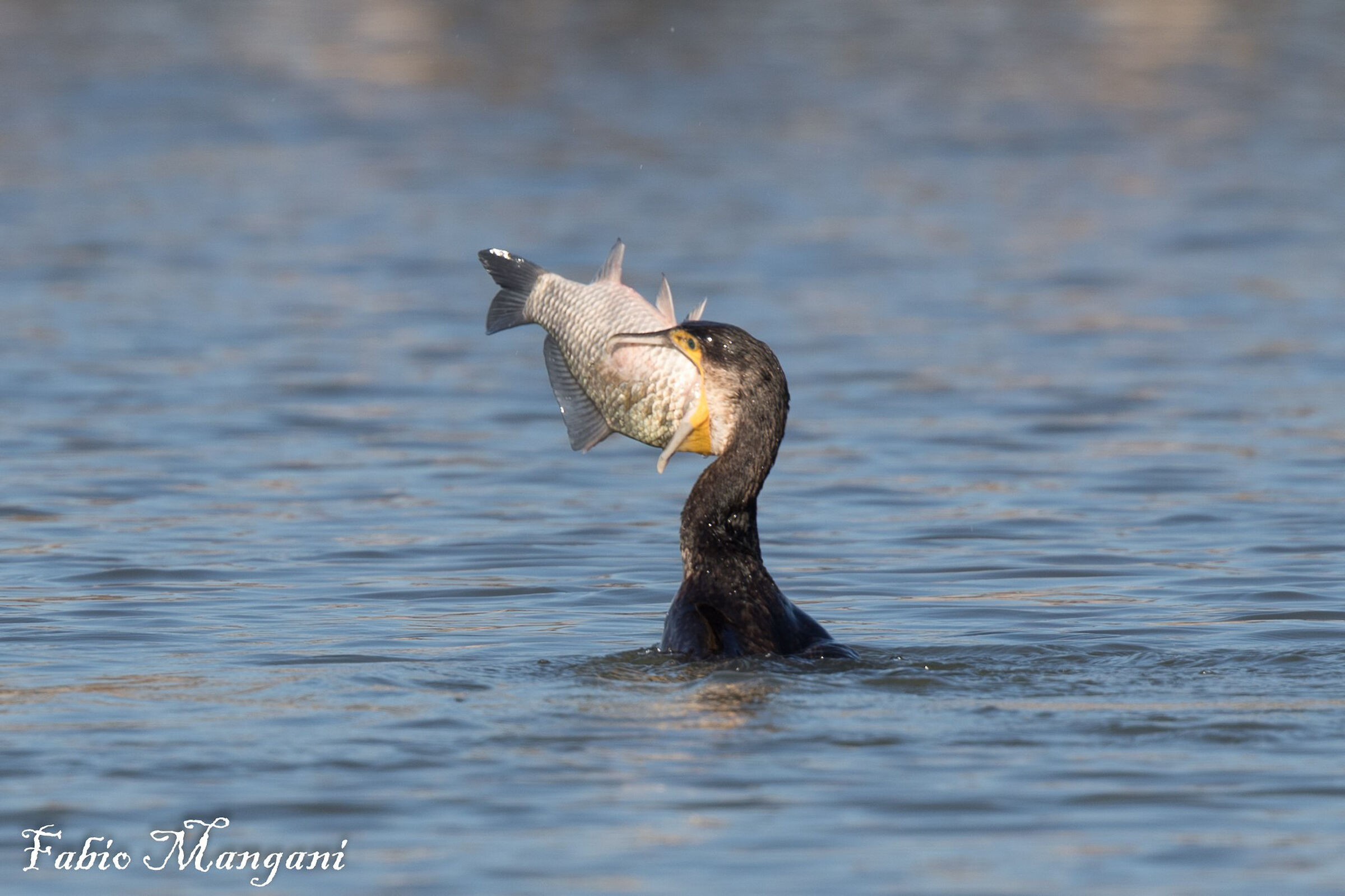Cormorano con preda
