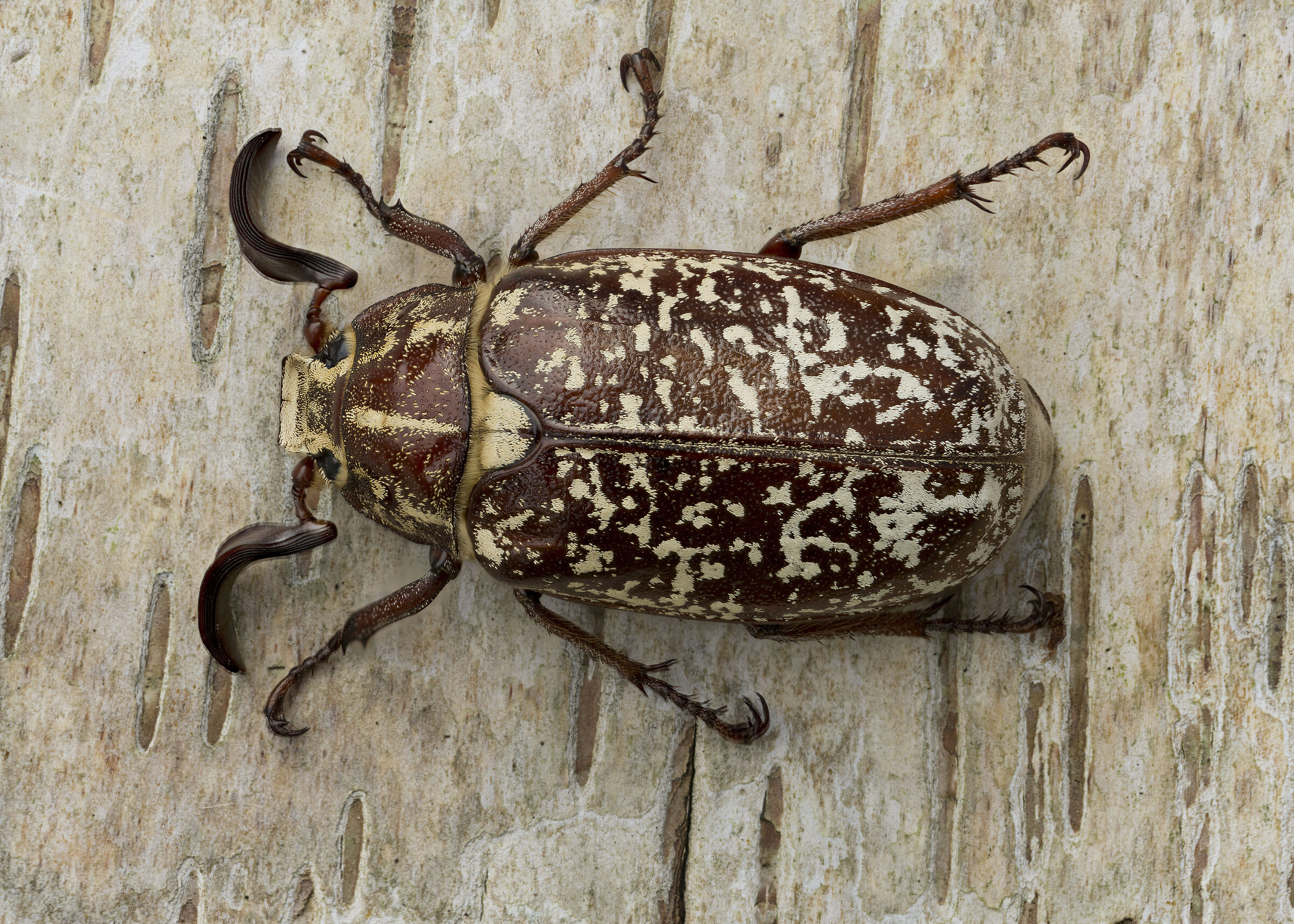 Pine Chafer