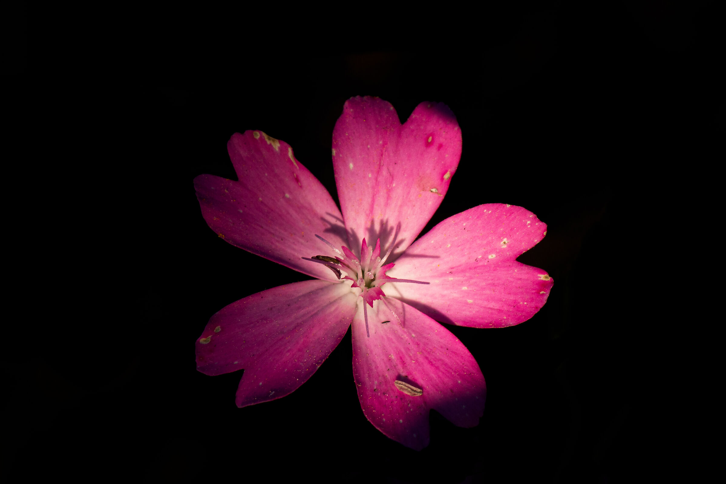 Flower in Darkness