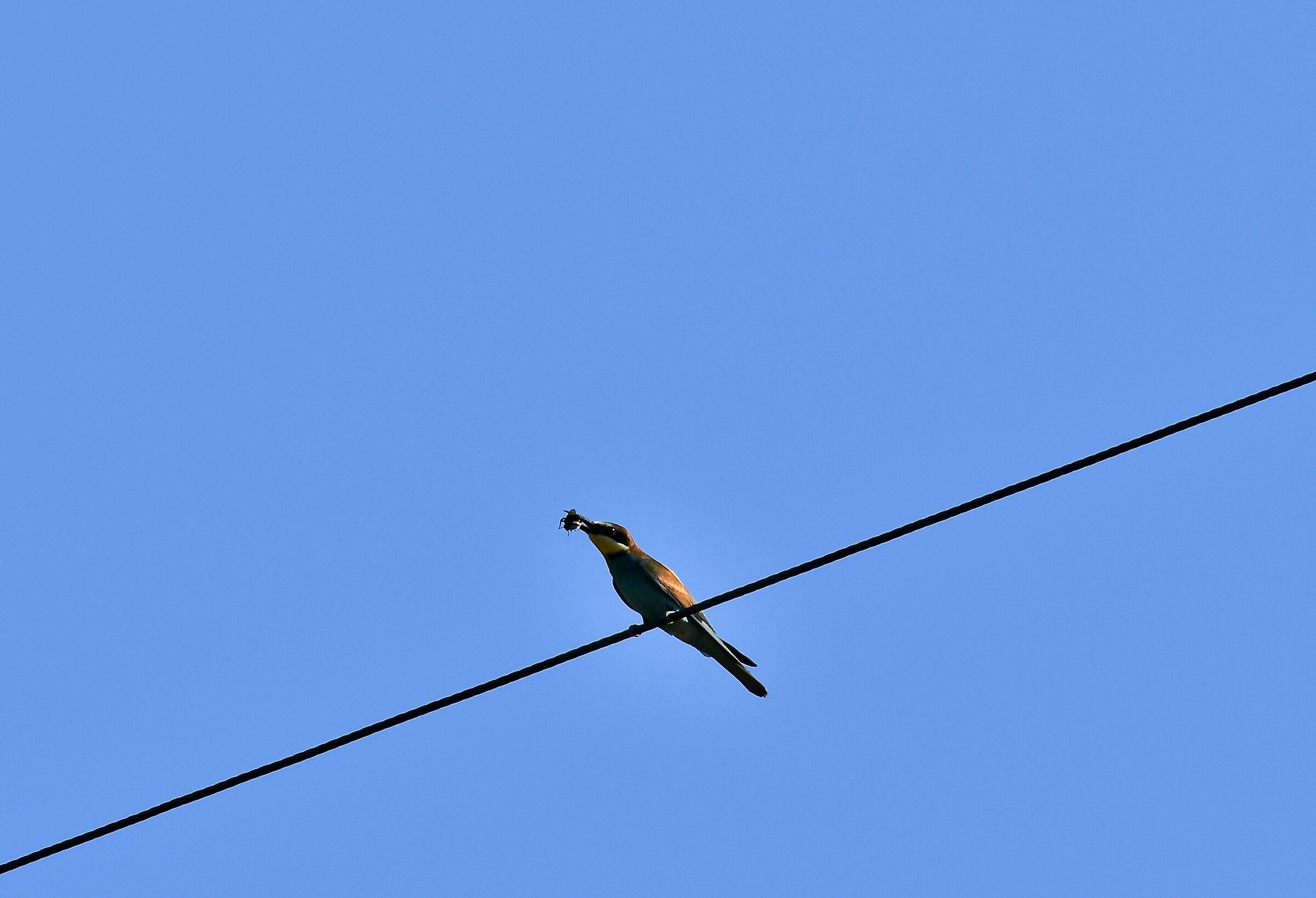 bee-eater