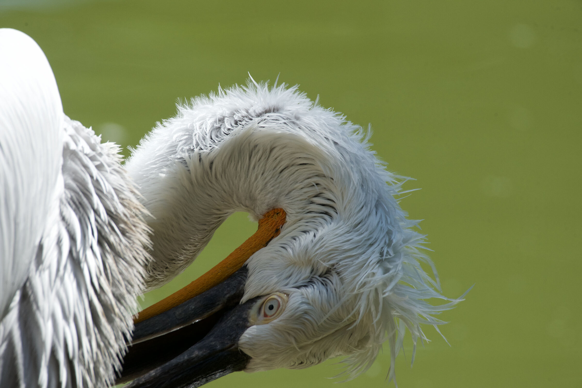 Pellicano Riccio - portrait