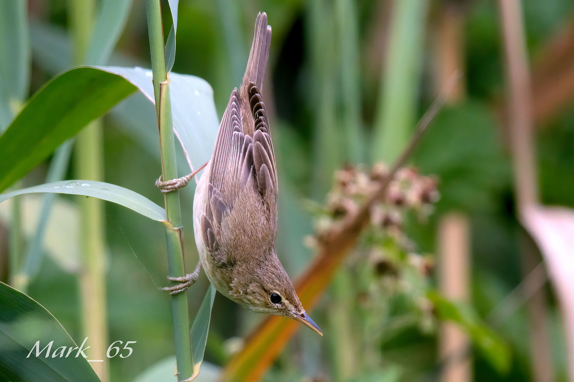 cannaiola verdognola