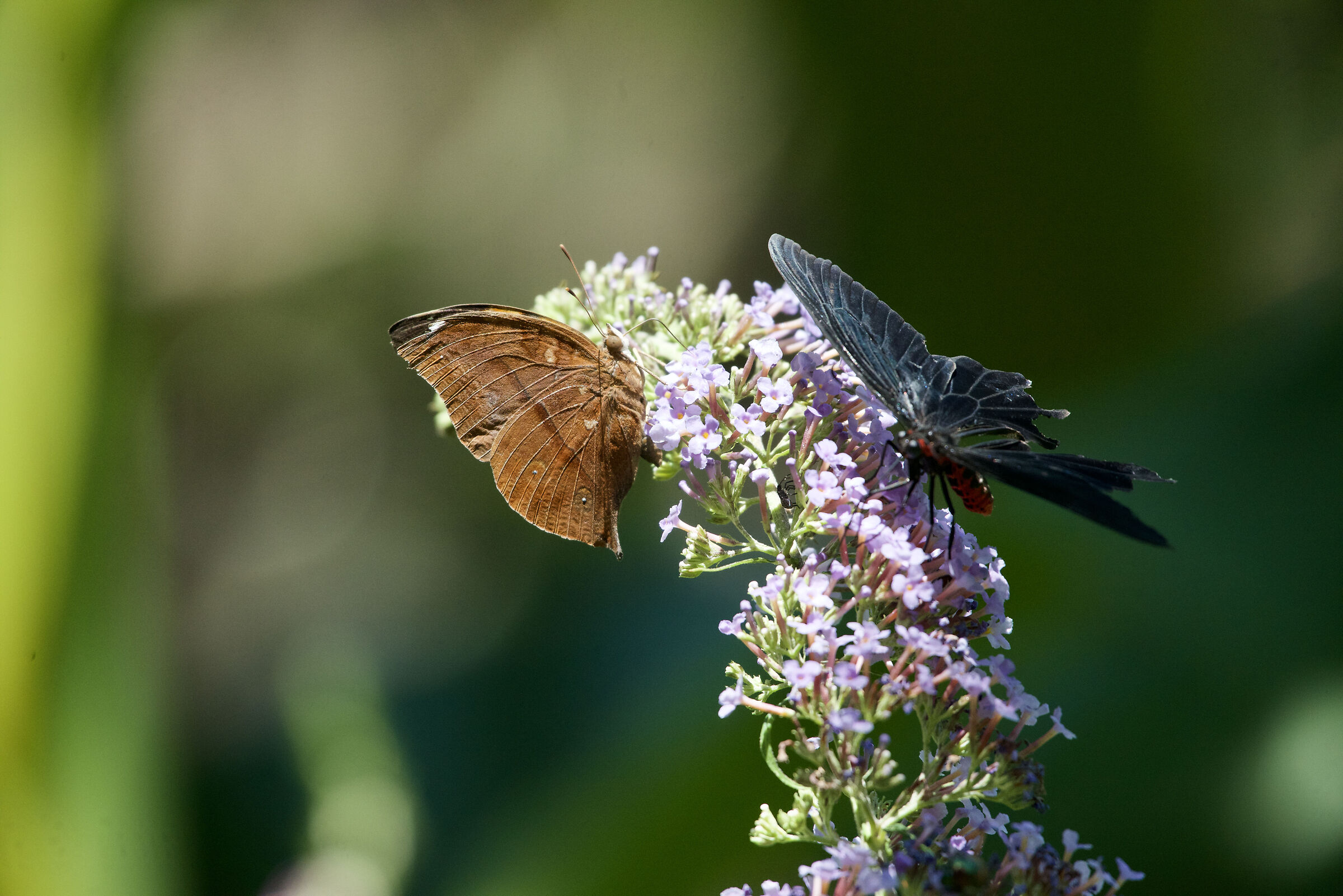 Butterflies