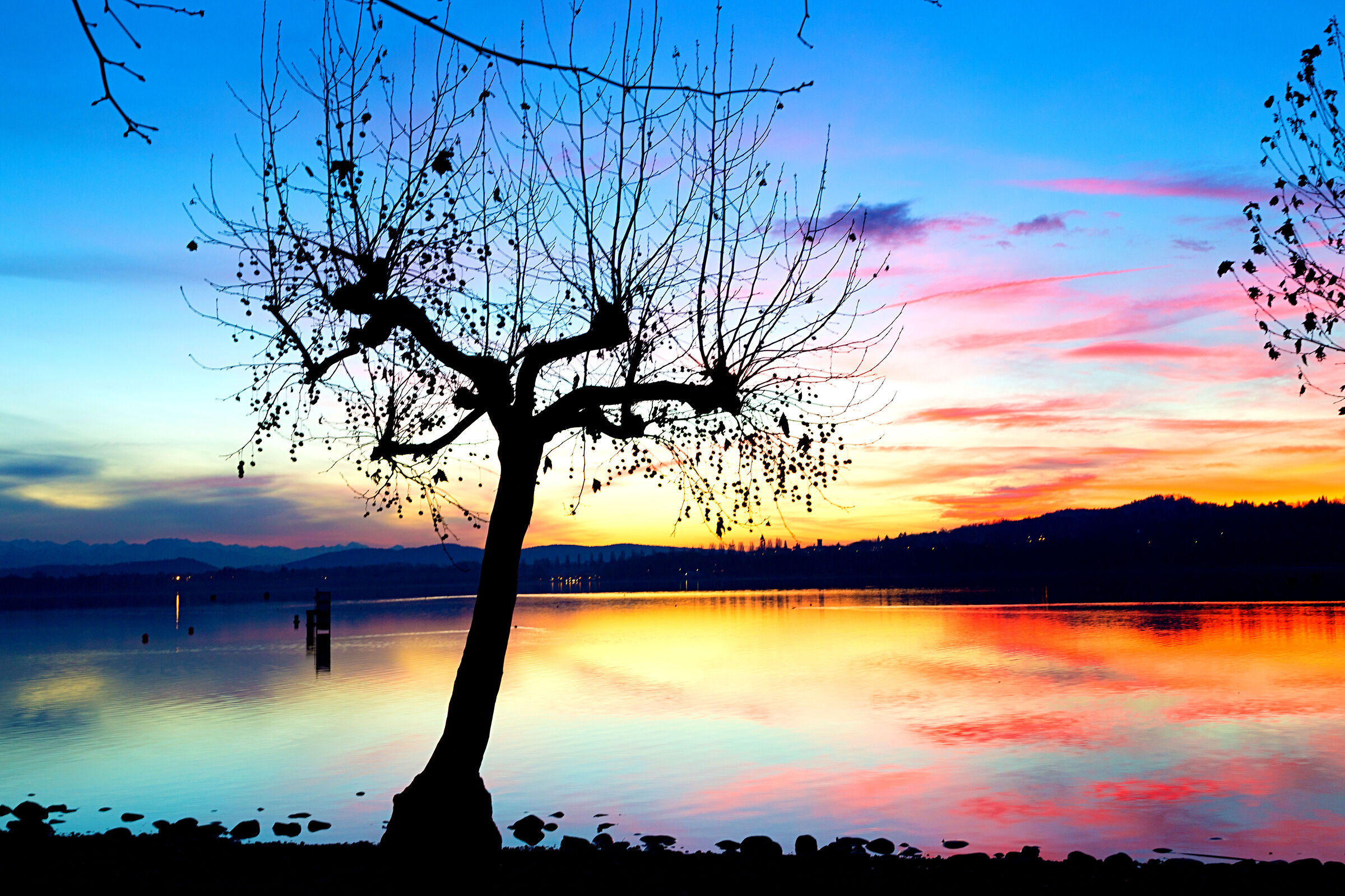 Each wound will heal and a tree will rise ...