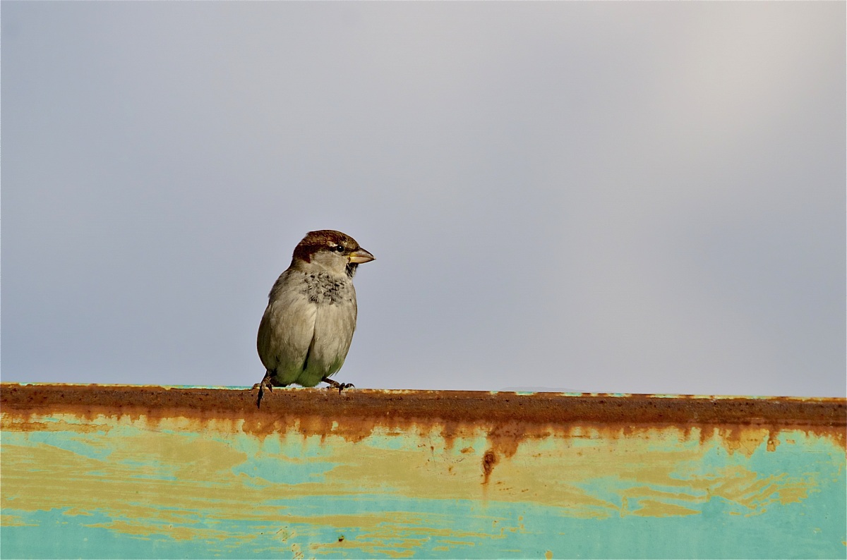 The sparrow and the colors of rust