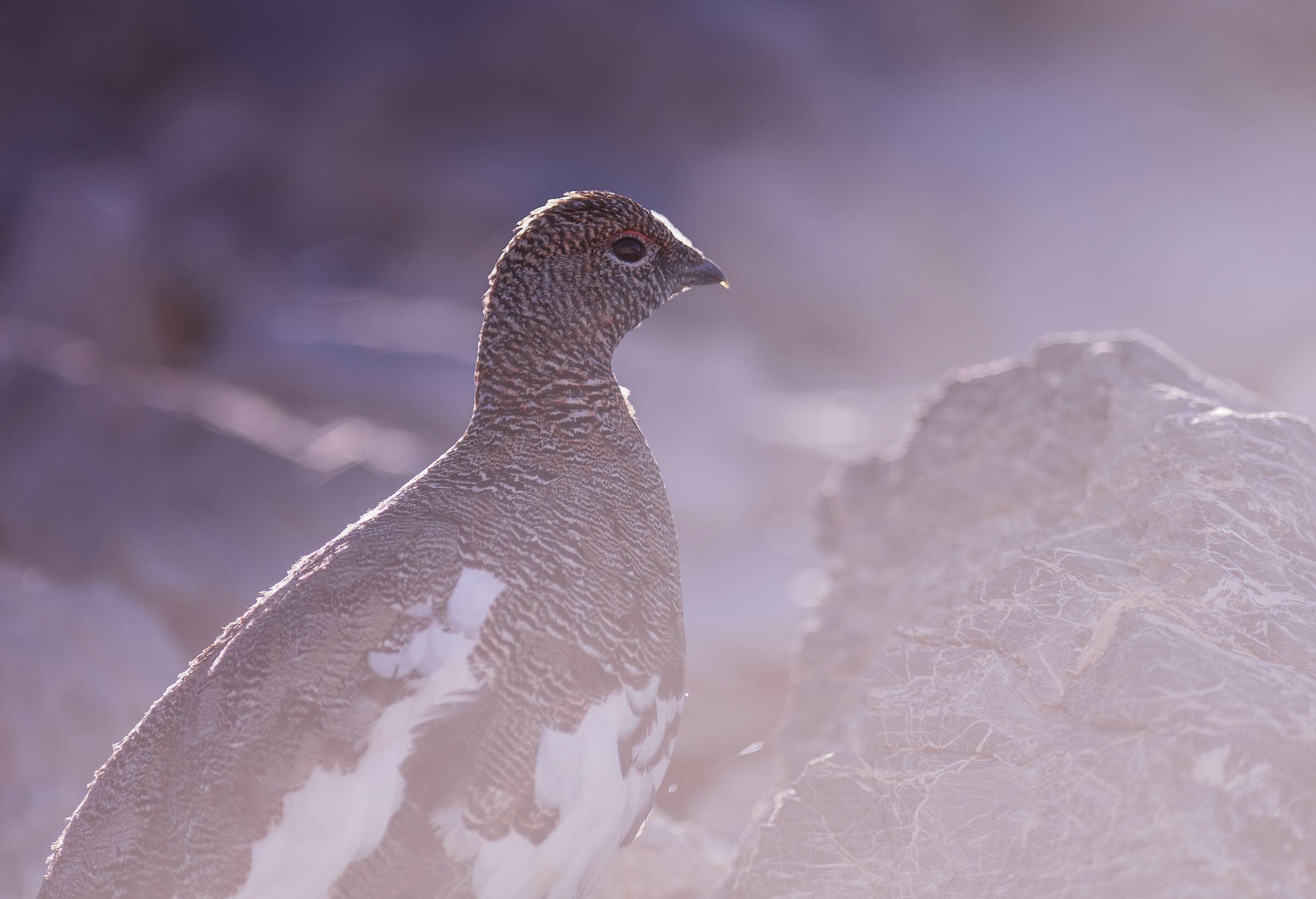 The partridge in silhouette