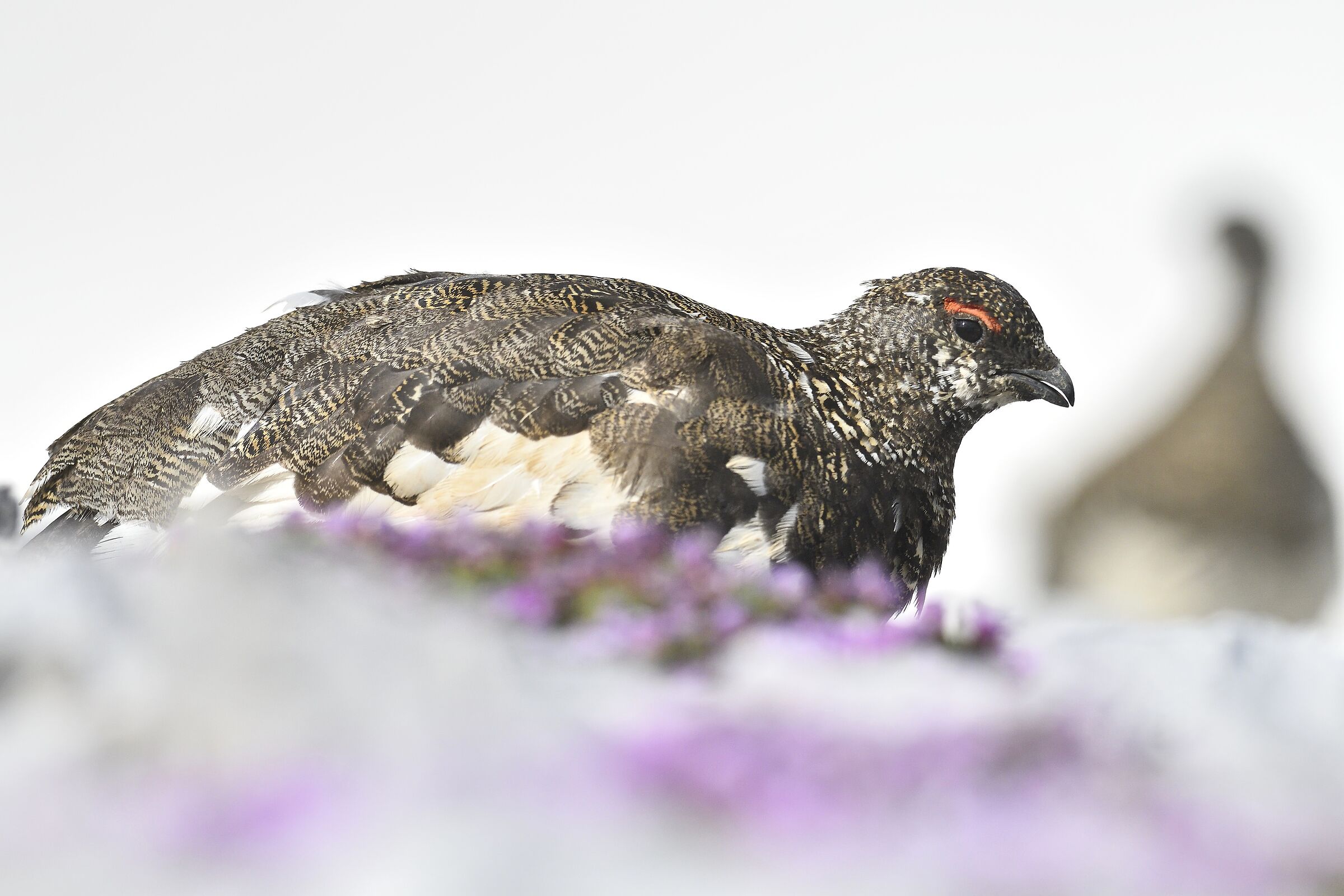 Partridges between flowers