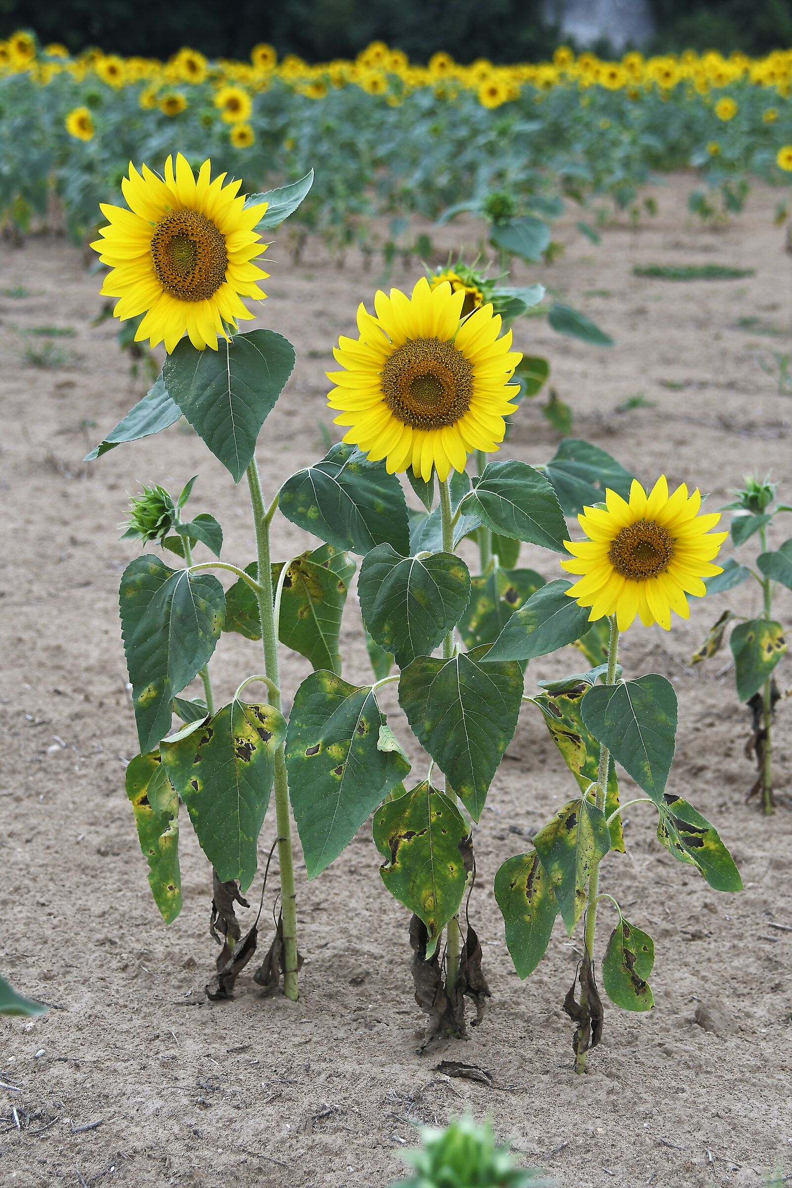 Sunflowers ....the three brothers