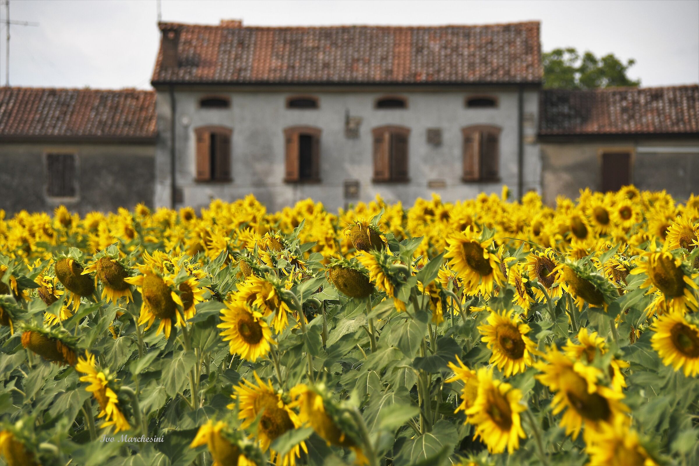 Sunflowers