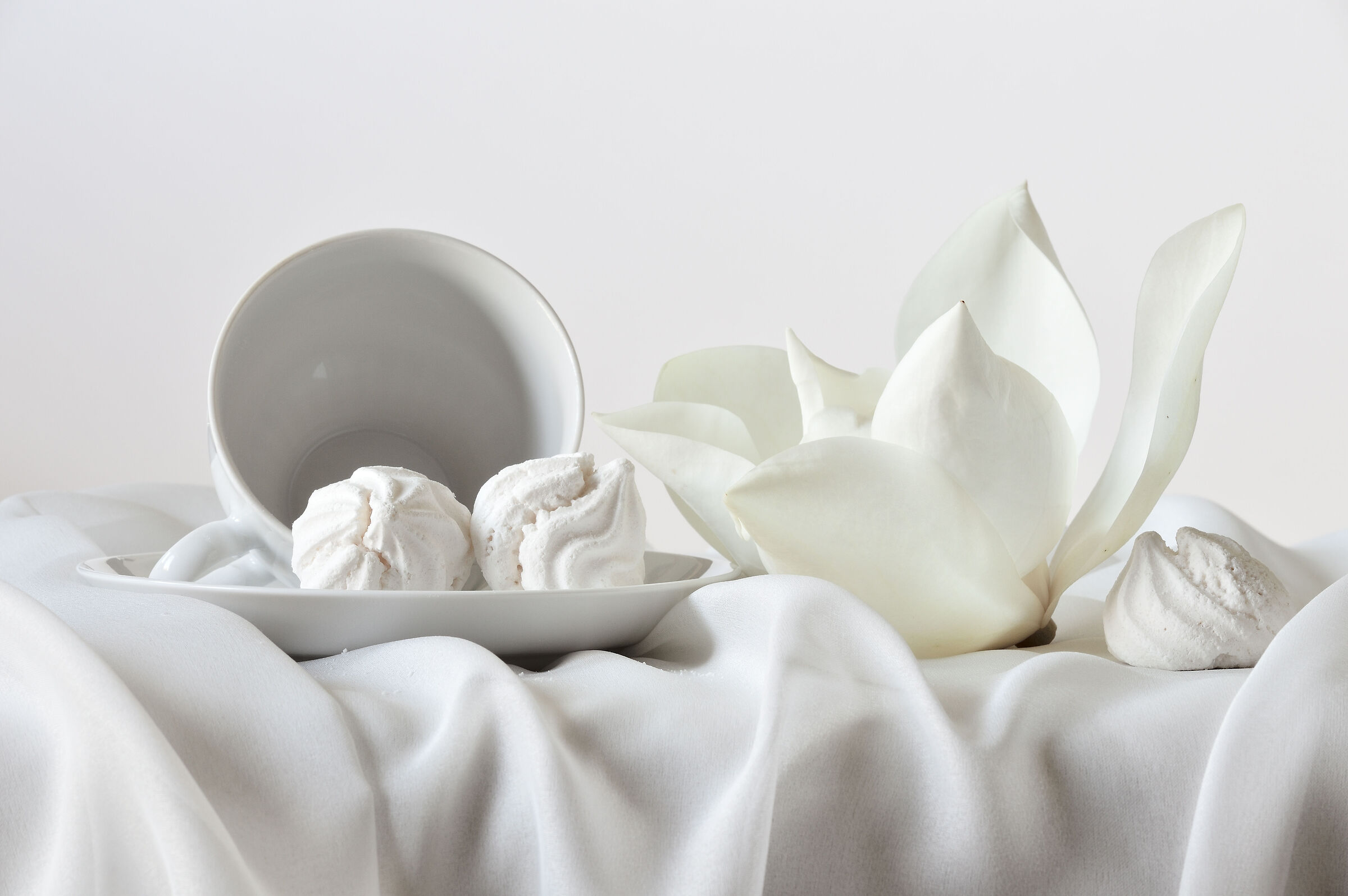 the flower of magnolia