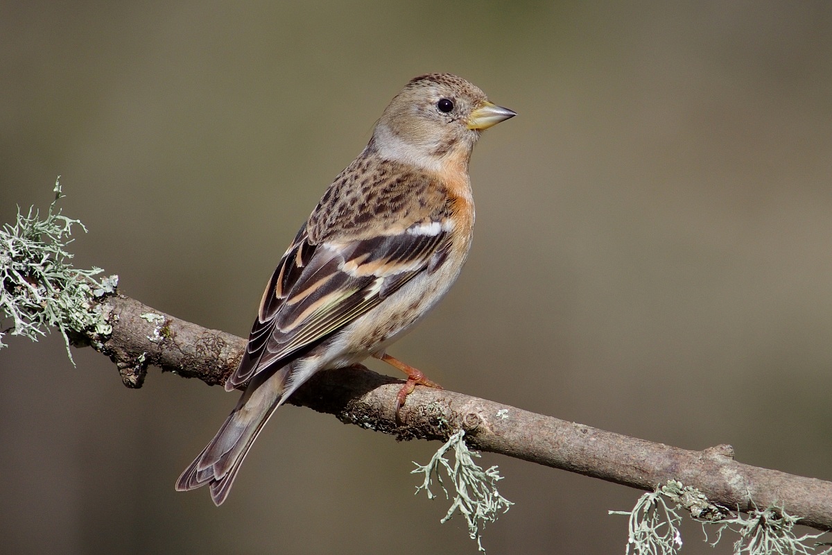 Brambling