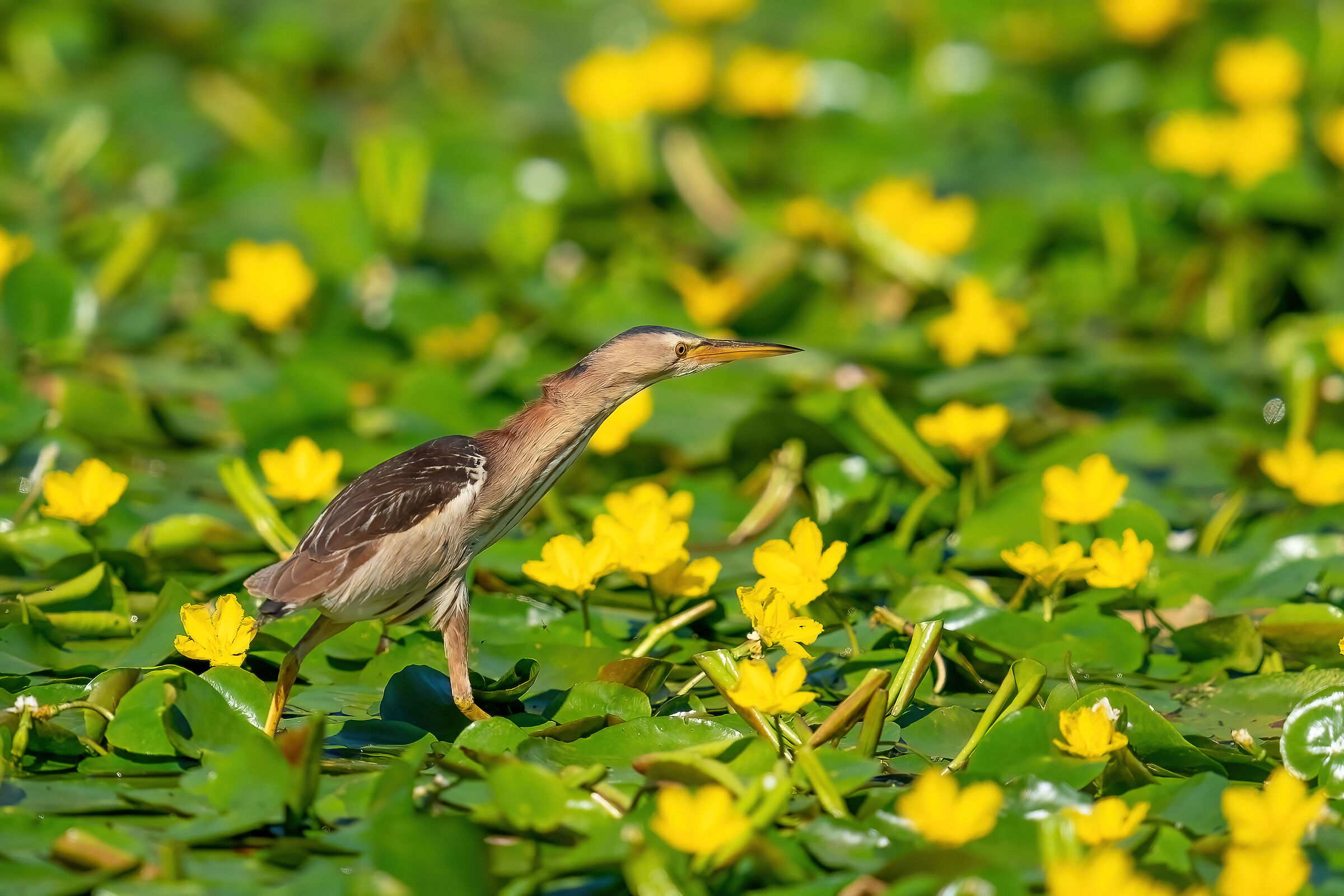 female bittern among the limnantemio