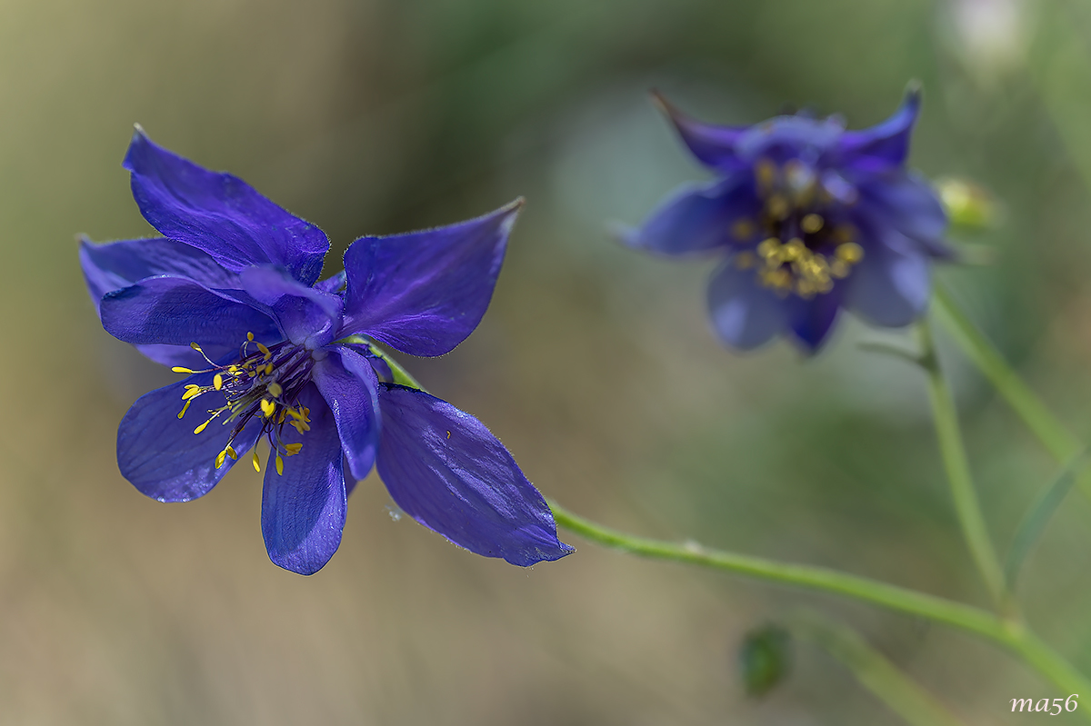 aquilegia azzurra