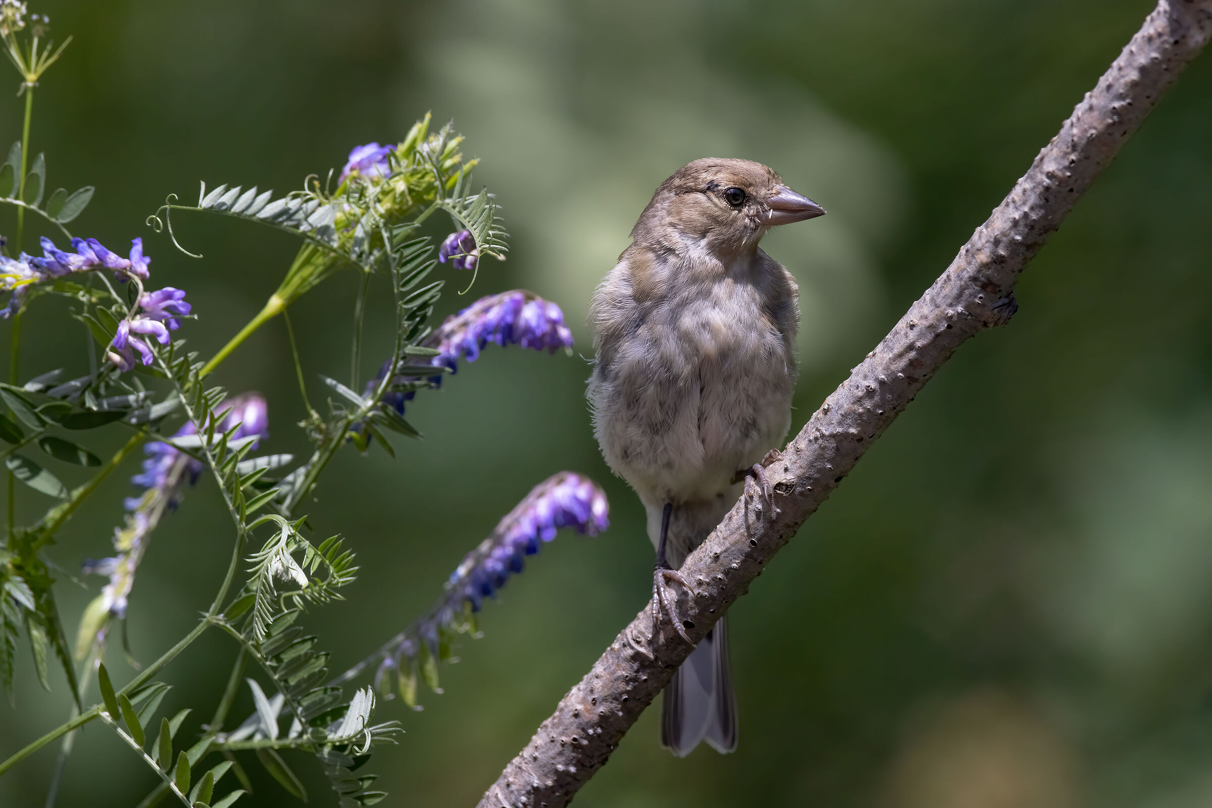 Fringuello juv. con sigaretta... ;-)