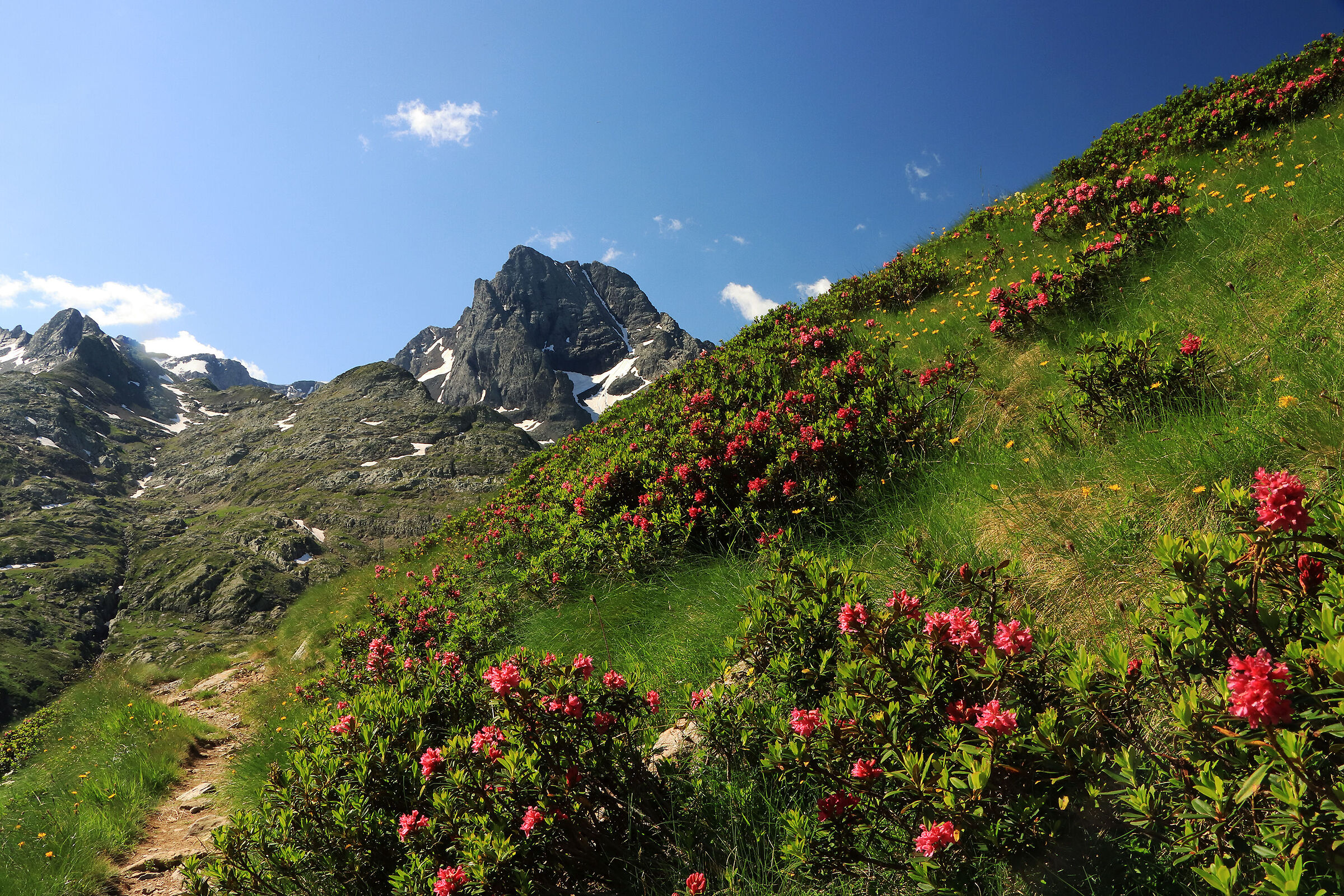 sui sentieri fioriti