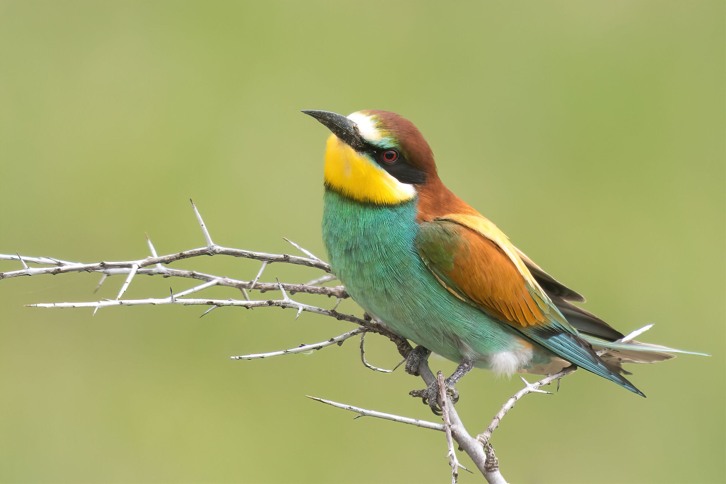 Merops apiaster