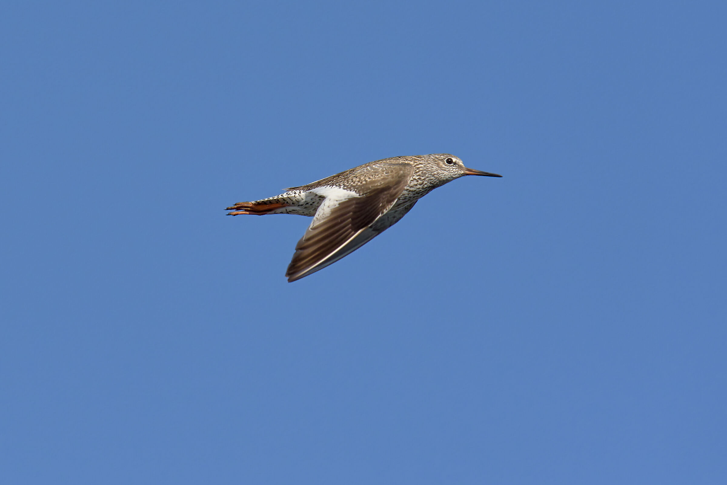 redshank