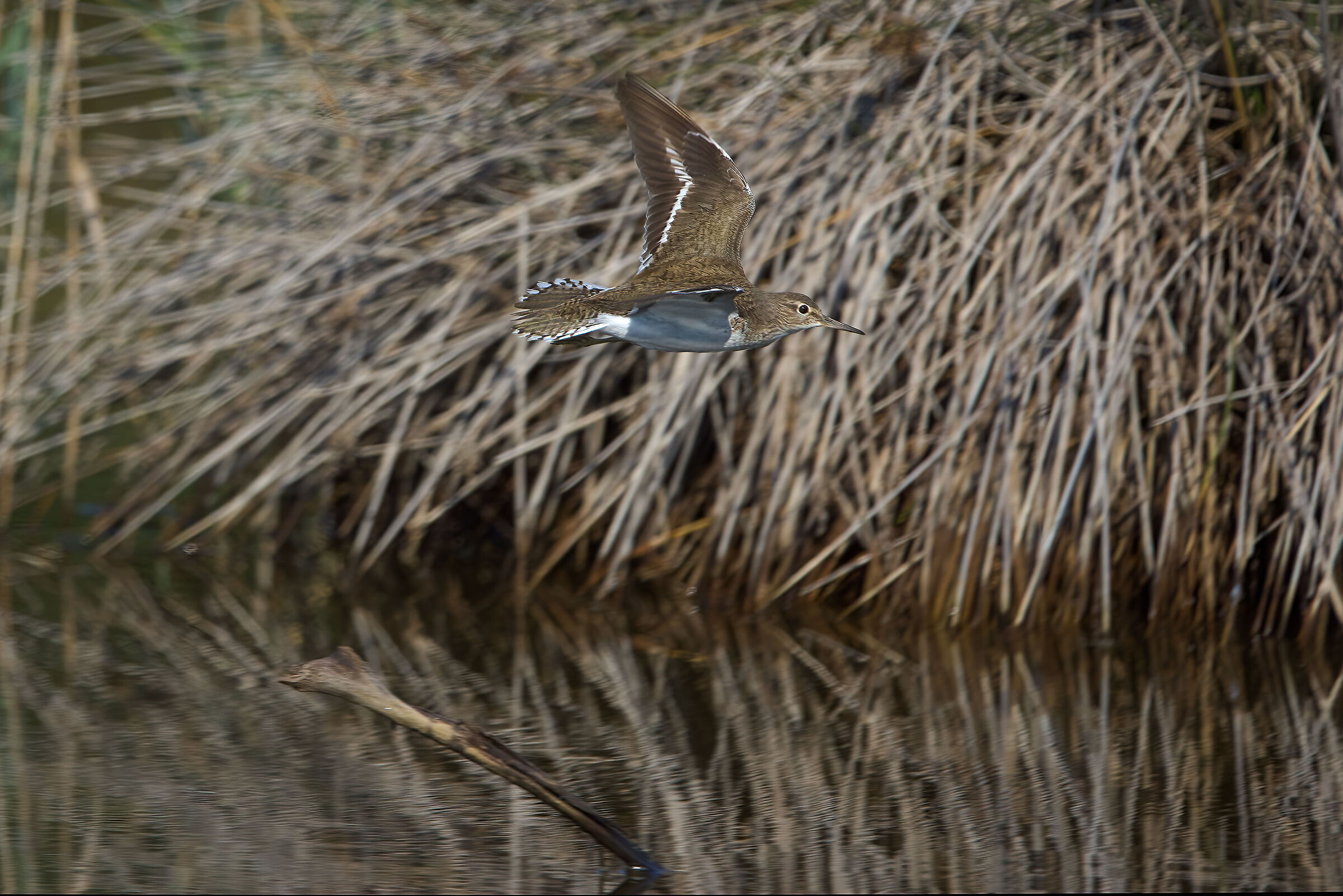 Volo Radente (PiroPiro Piccolo)