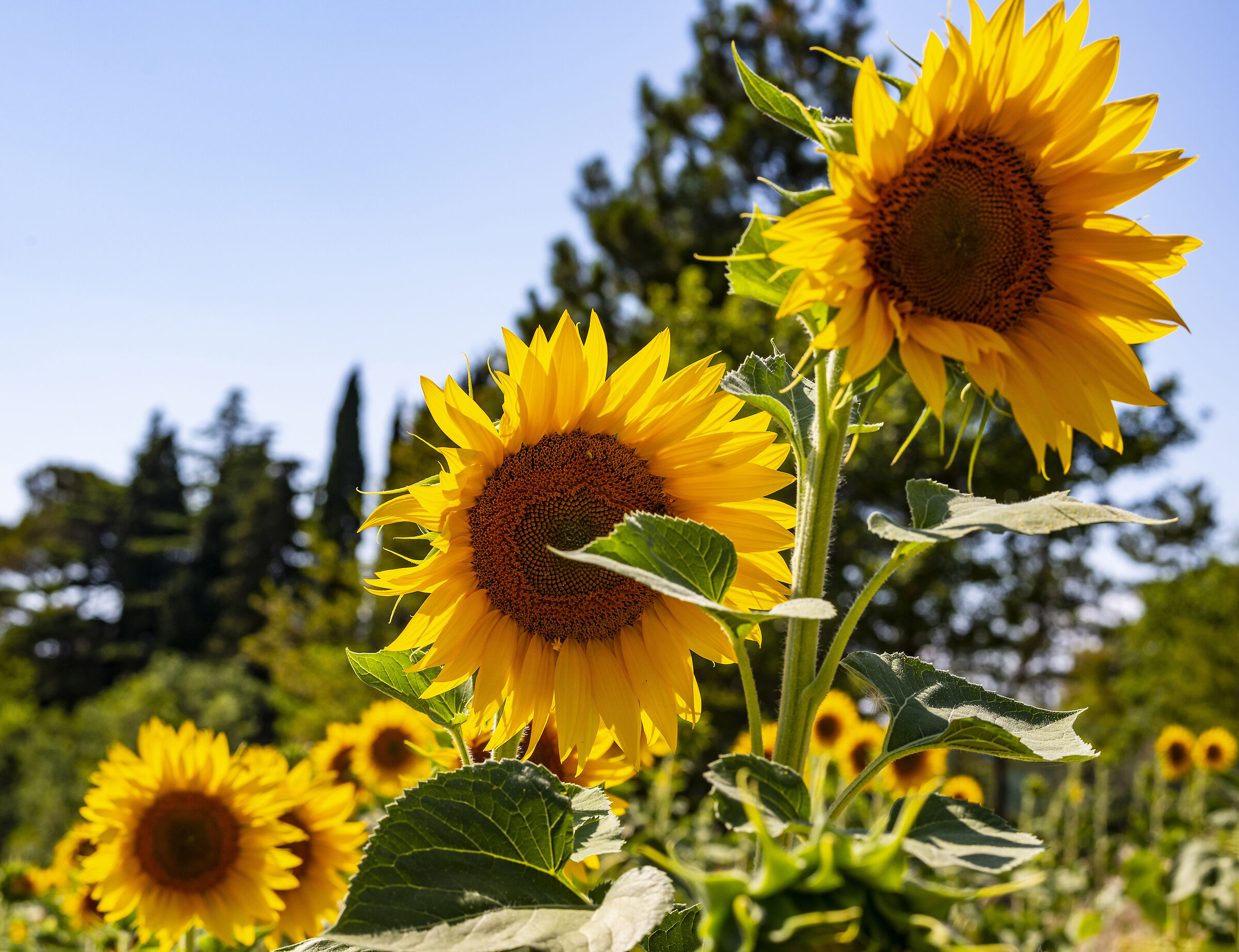 Three sunflowers three
