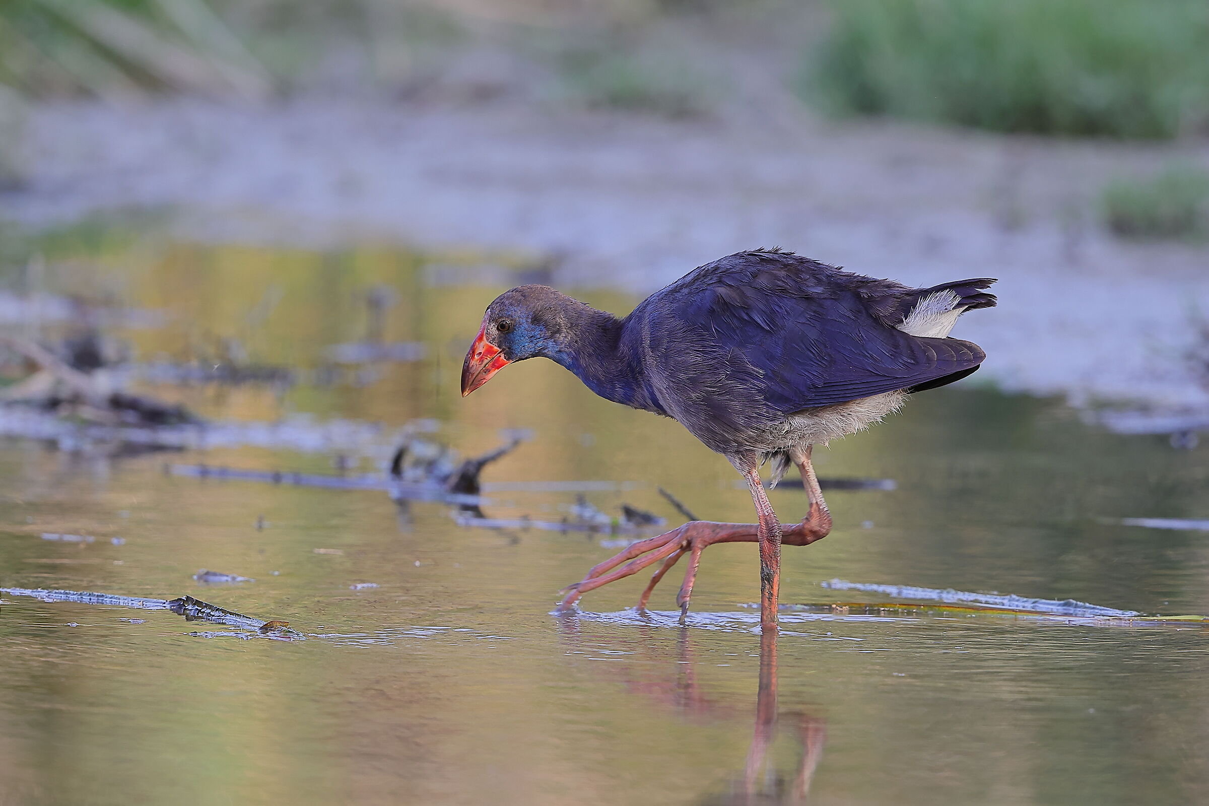 Giovane Pollo Sultano