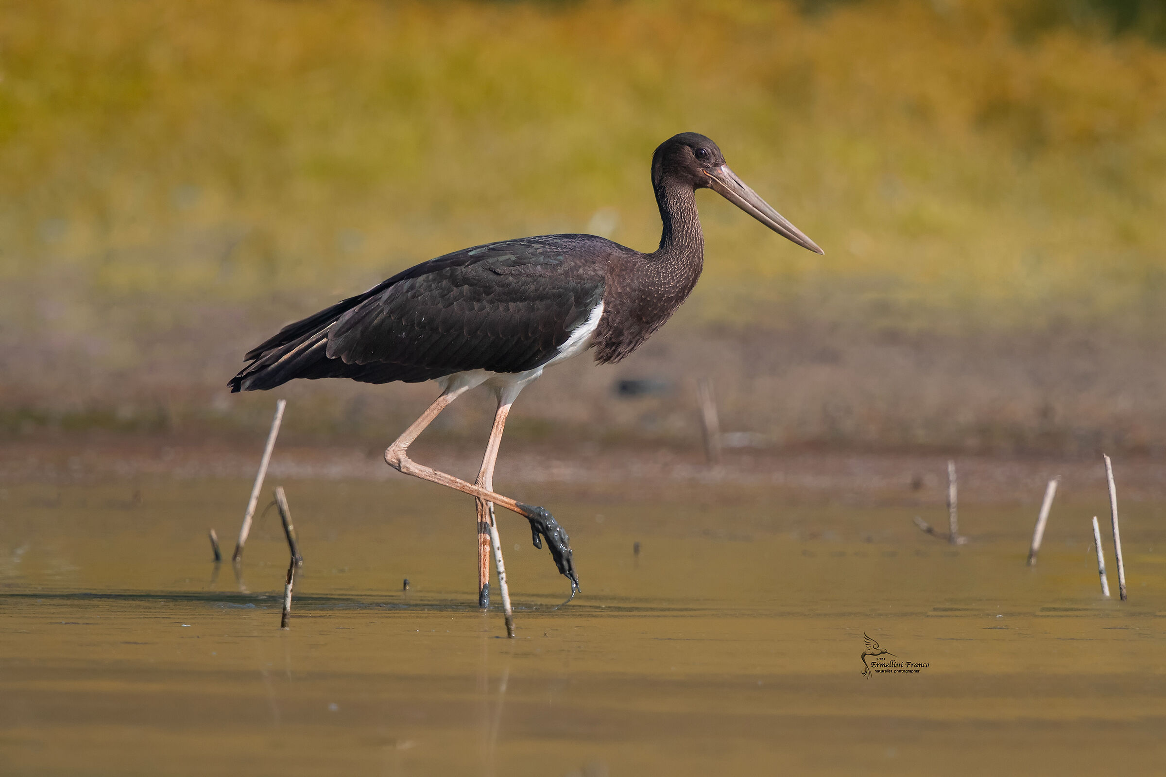 Cicogna nera giovane