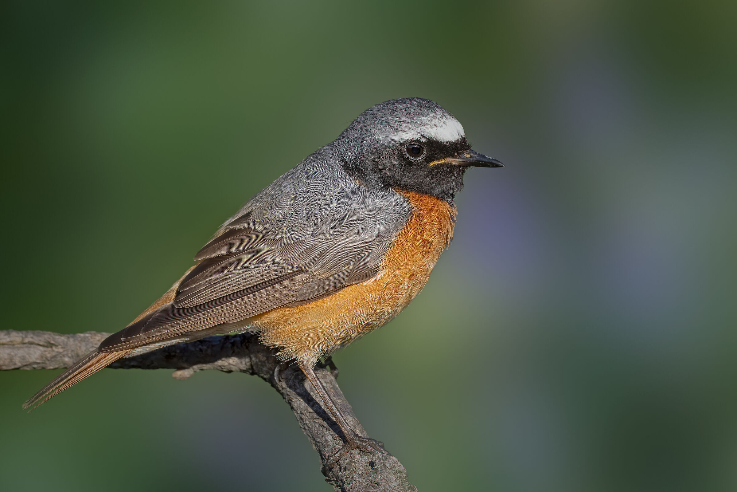 Codirosso comune maschio