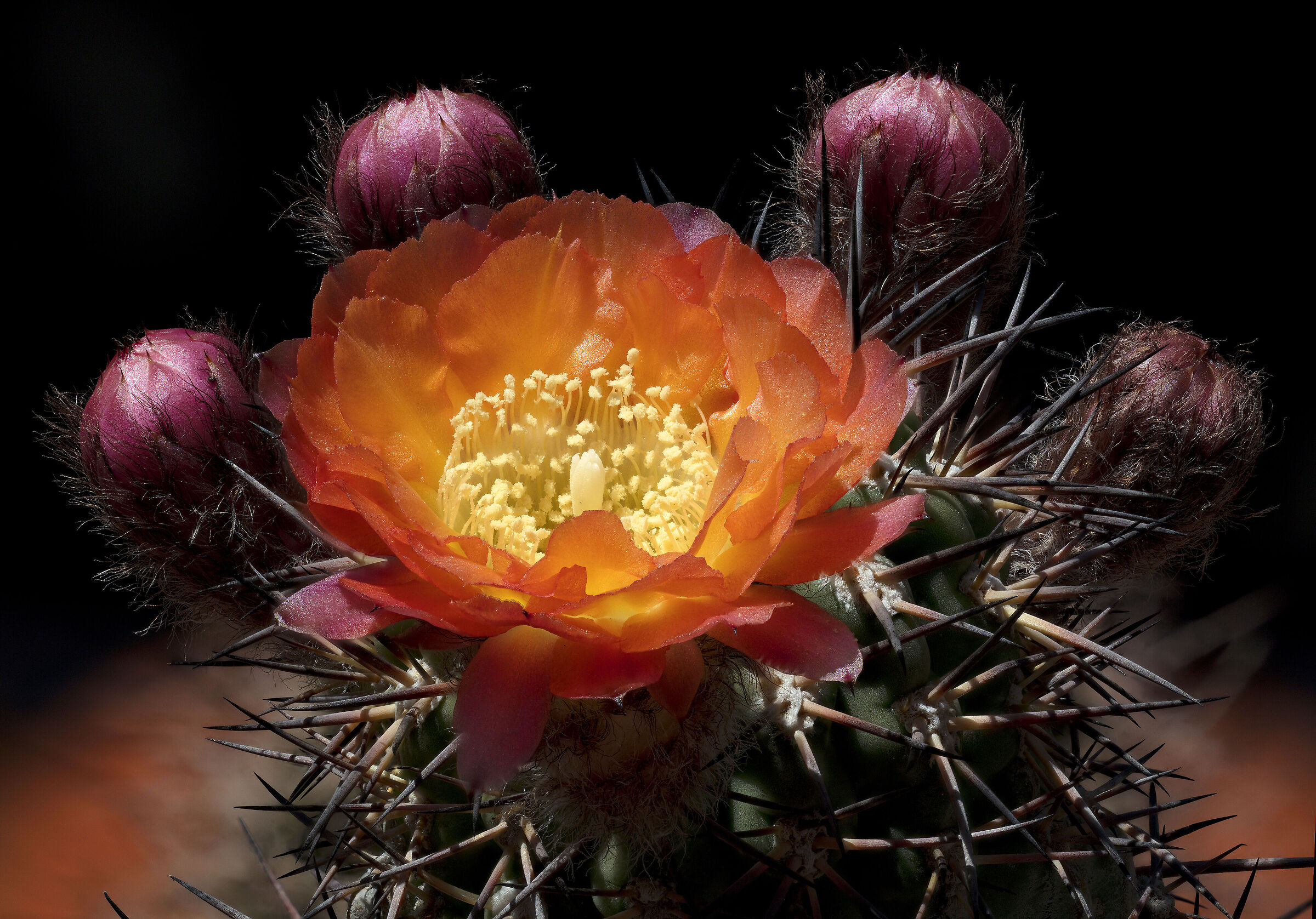 Acanthocalycium glaucum