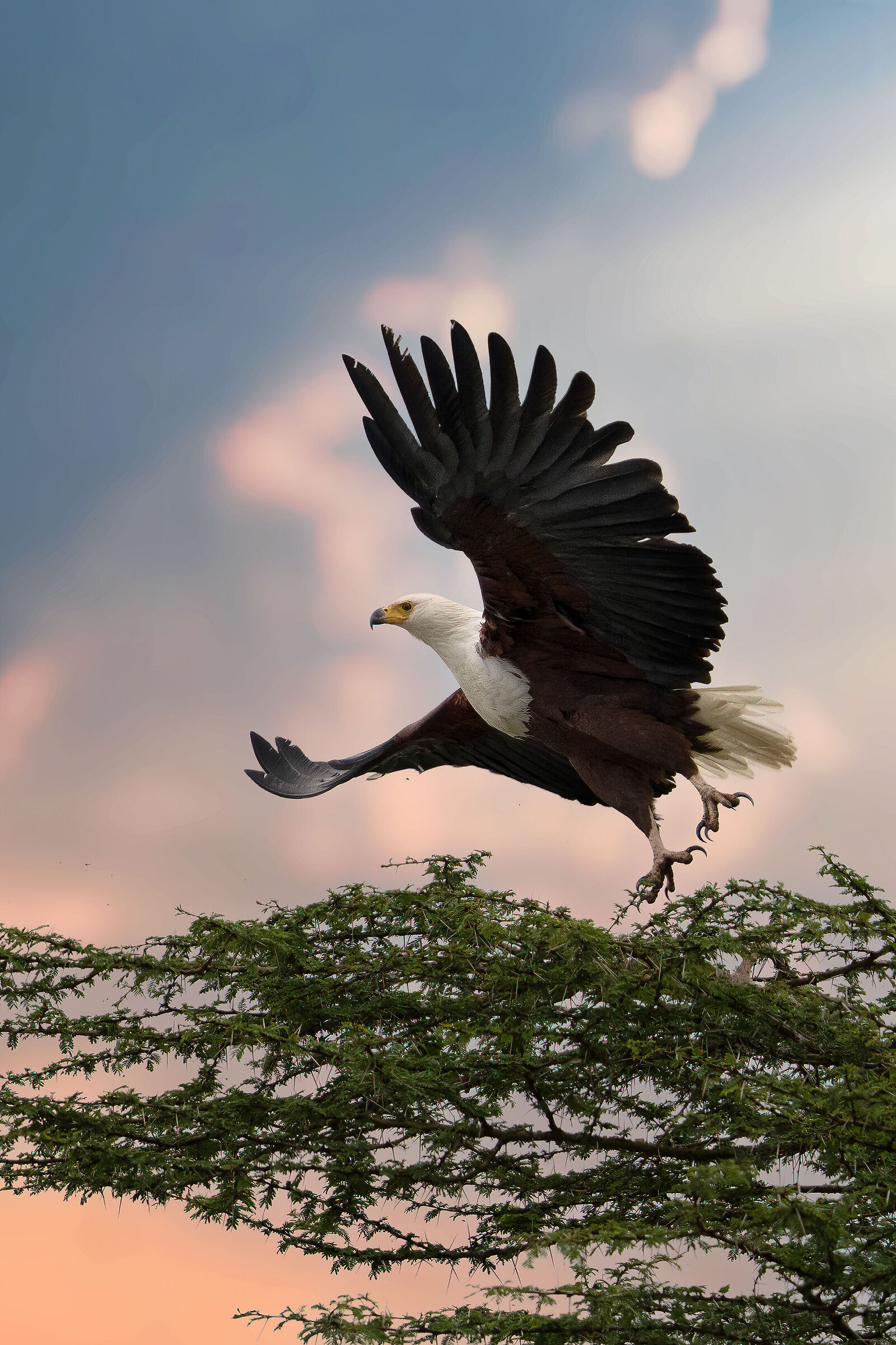 Aquila pescatrice africana