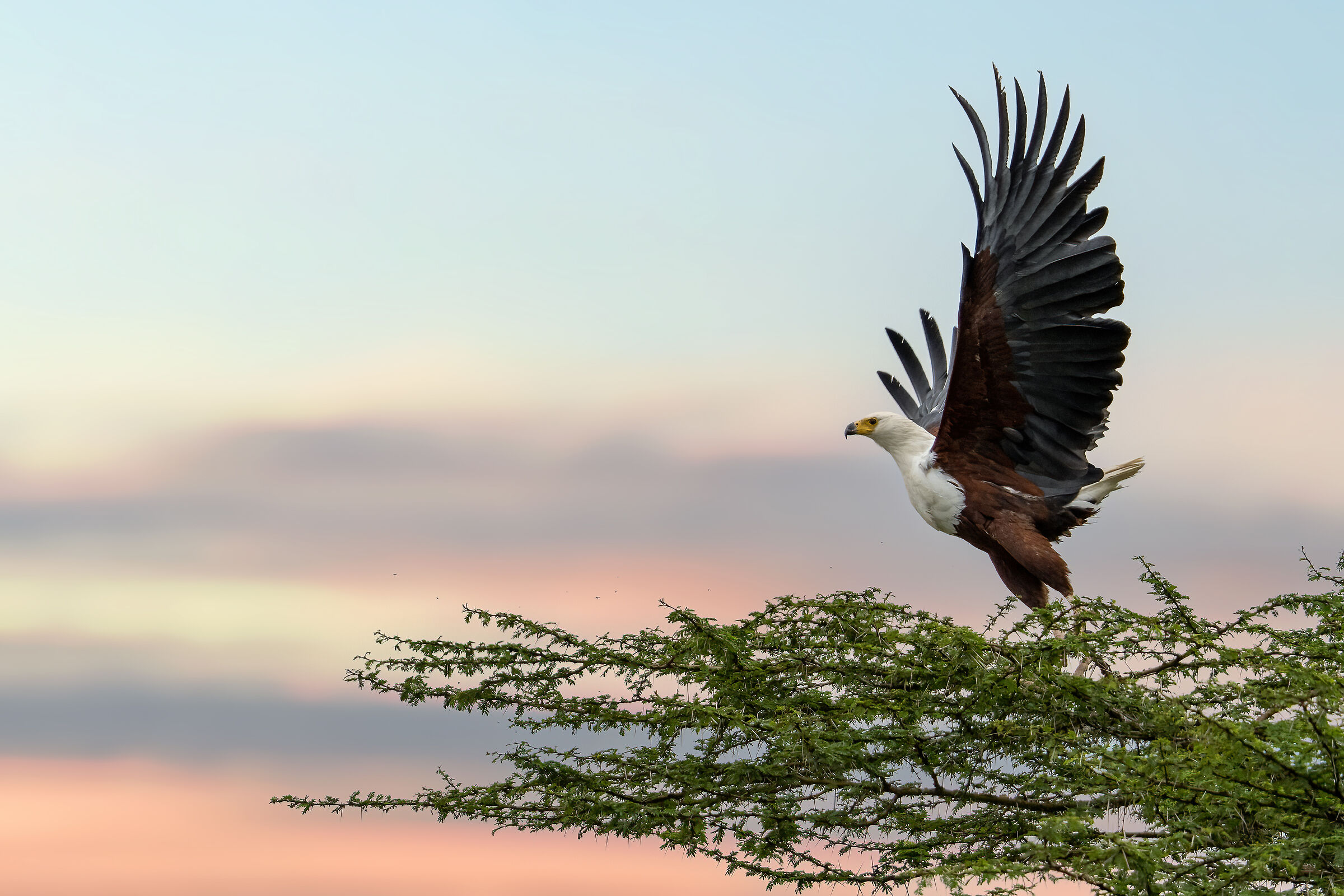 Aquila pescatrice africana II