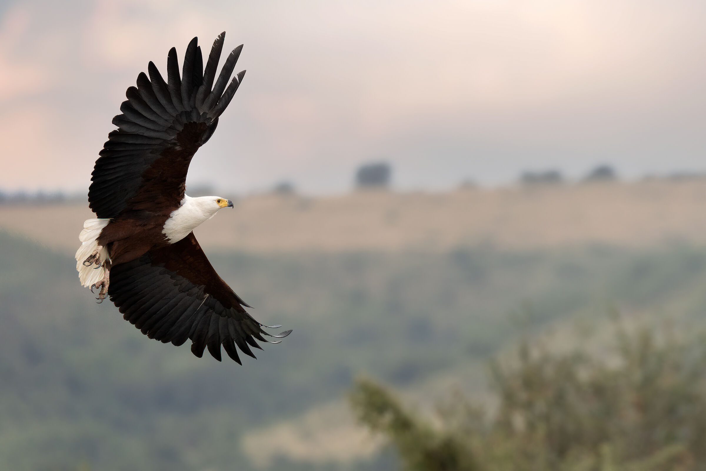 Aquila pescatrice africana III