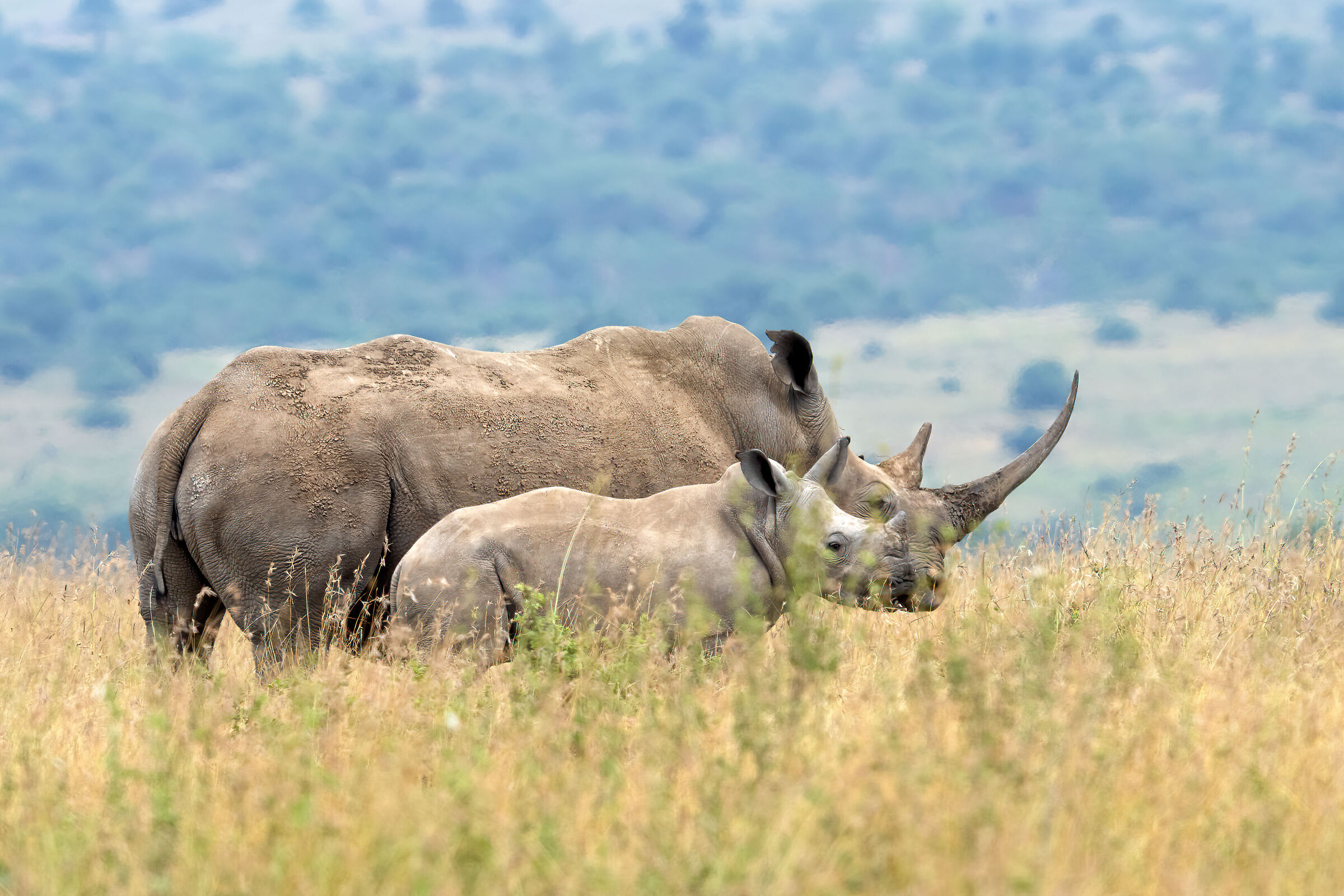 Rinoceronte con piccolo