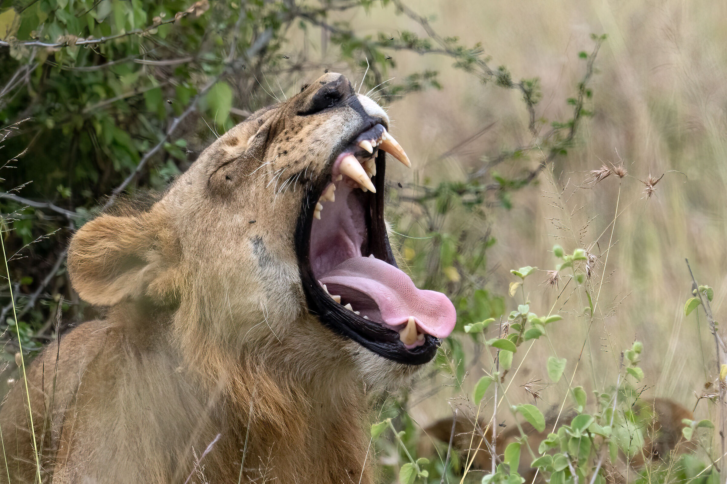 Panthera Leo, maschio, sbadiglio