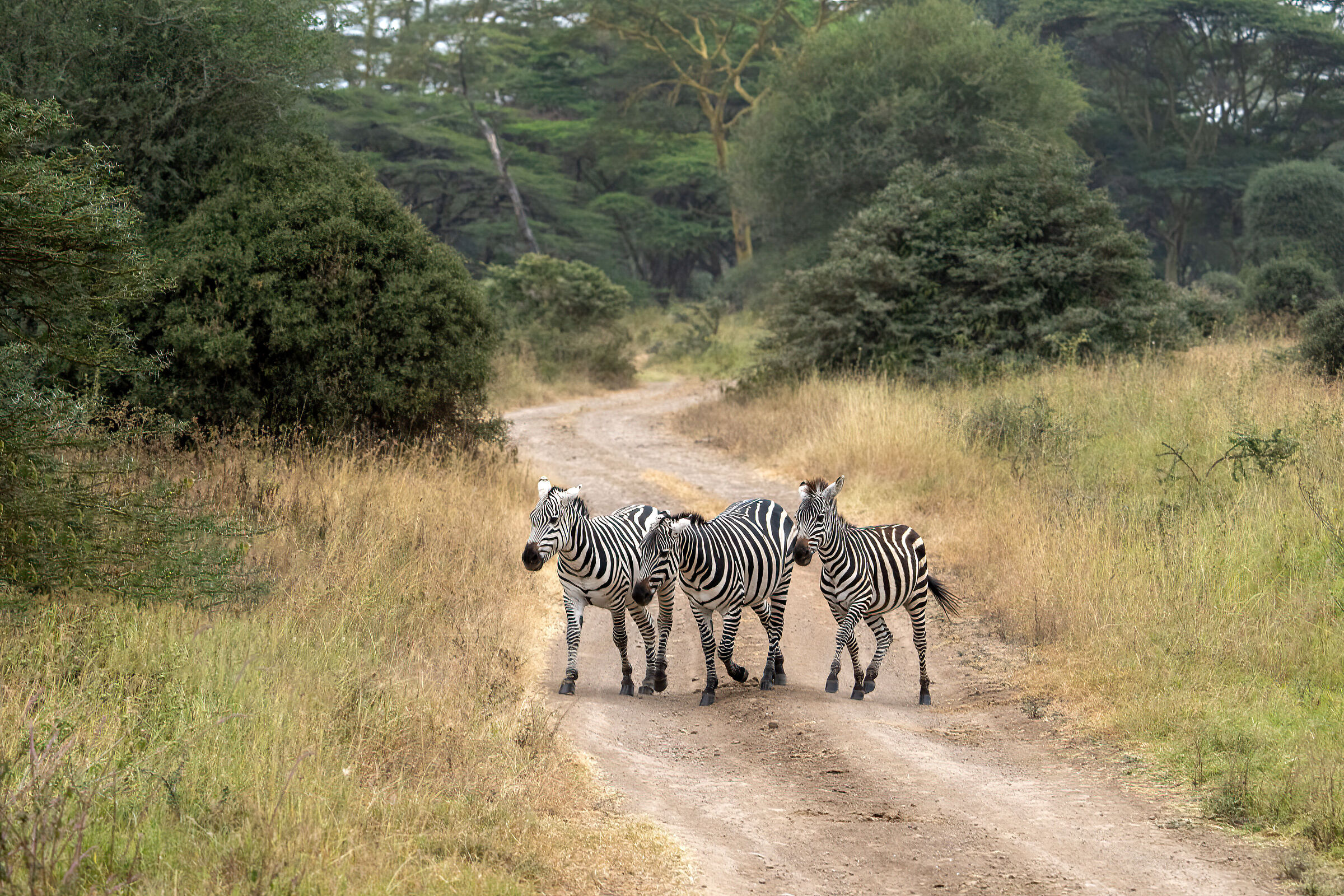 Zebre attraverso la strada