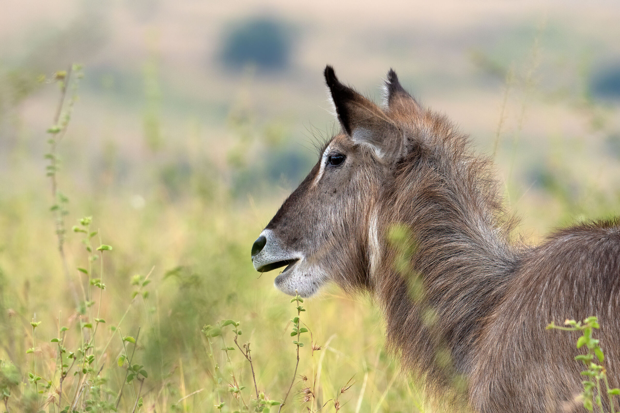 Animale non identificato -  in attesa
