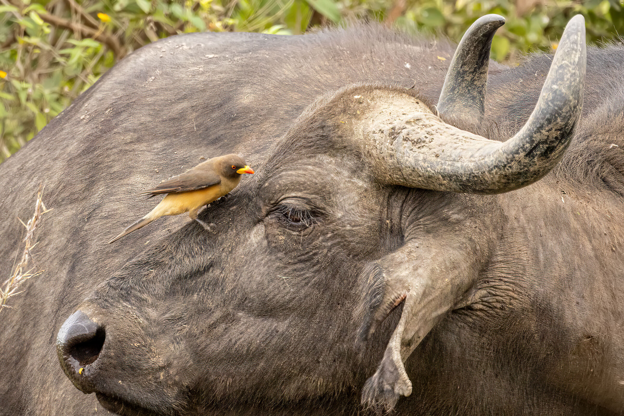Bufalo con uccellino (da identificare)