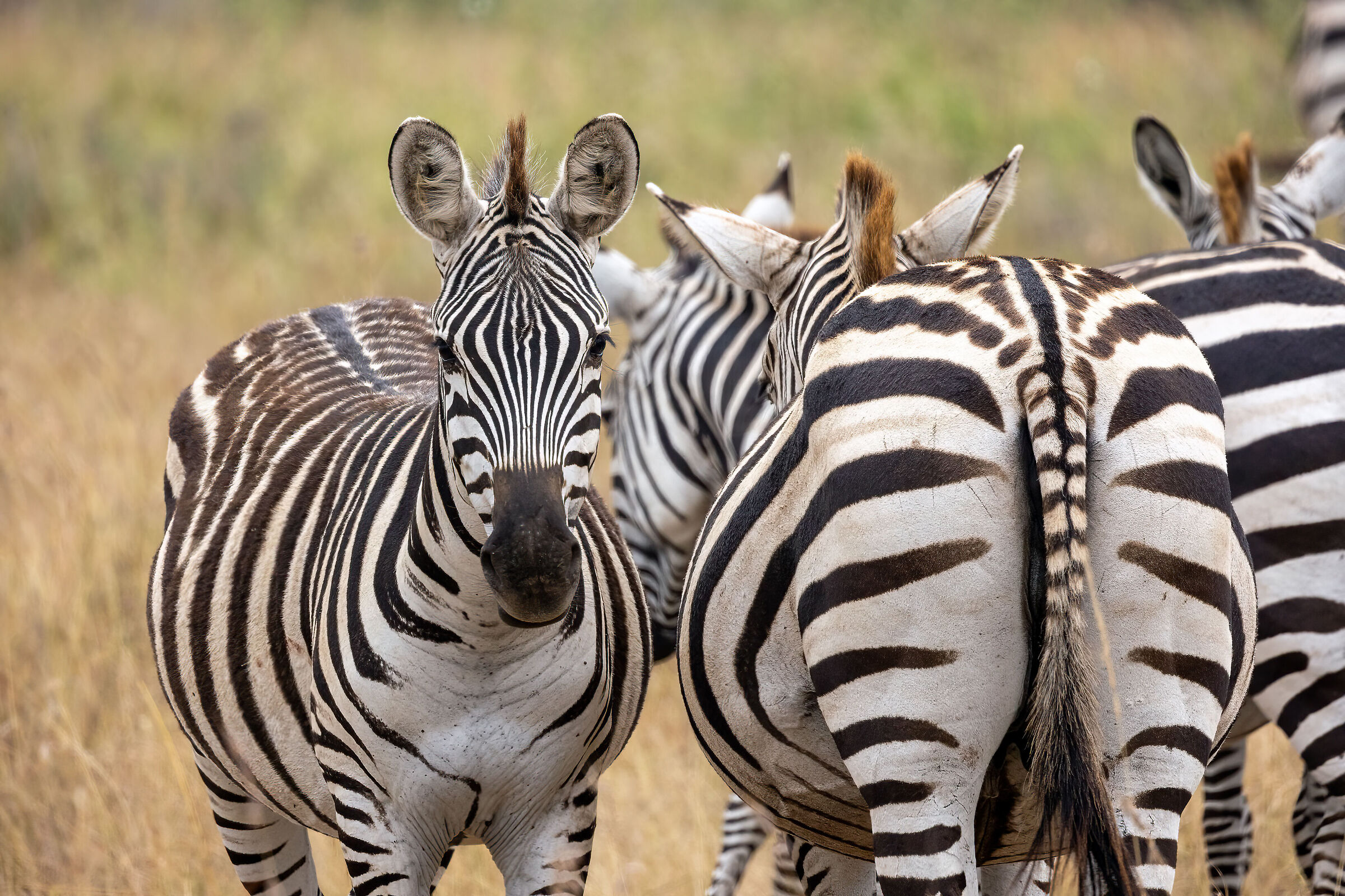 Zebre lato A e lato B