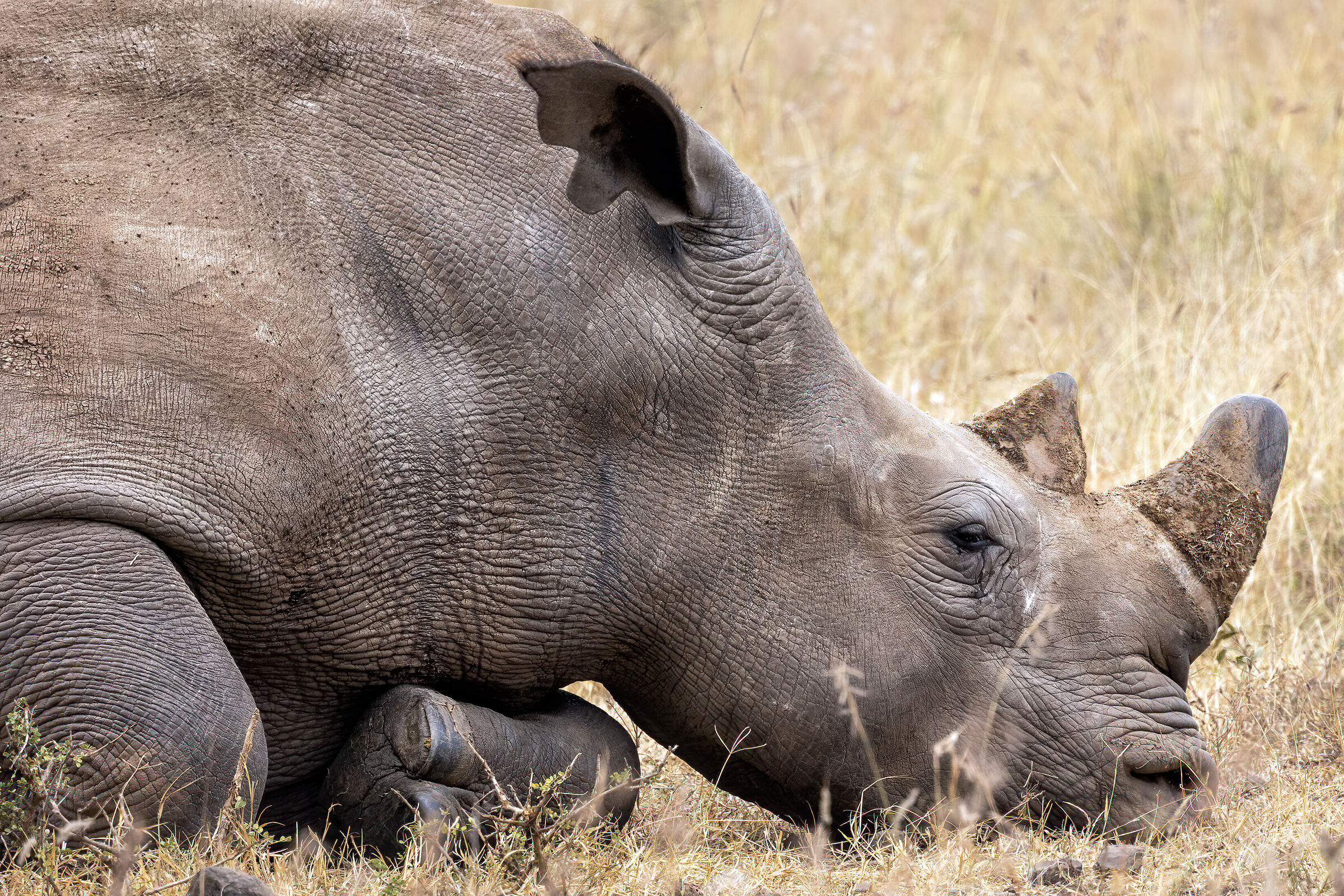 Rinoceronte (ritratto - profilo)