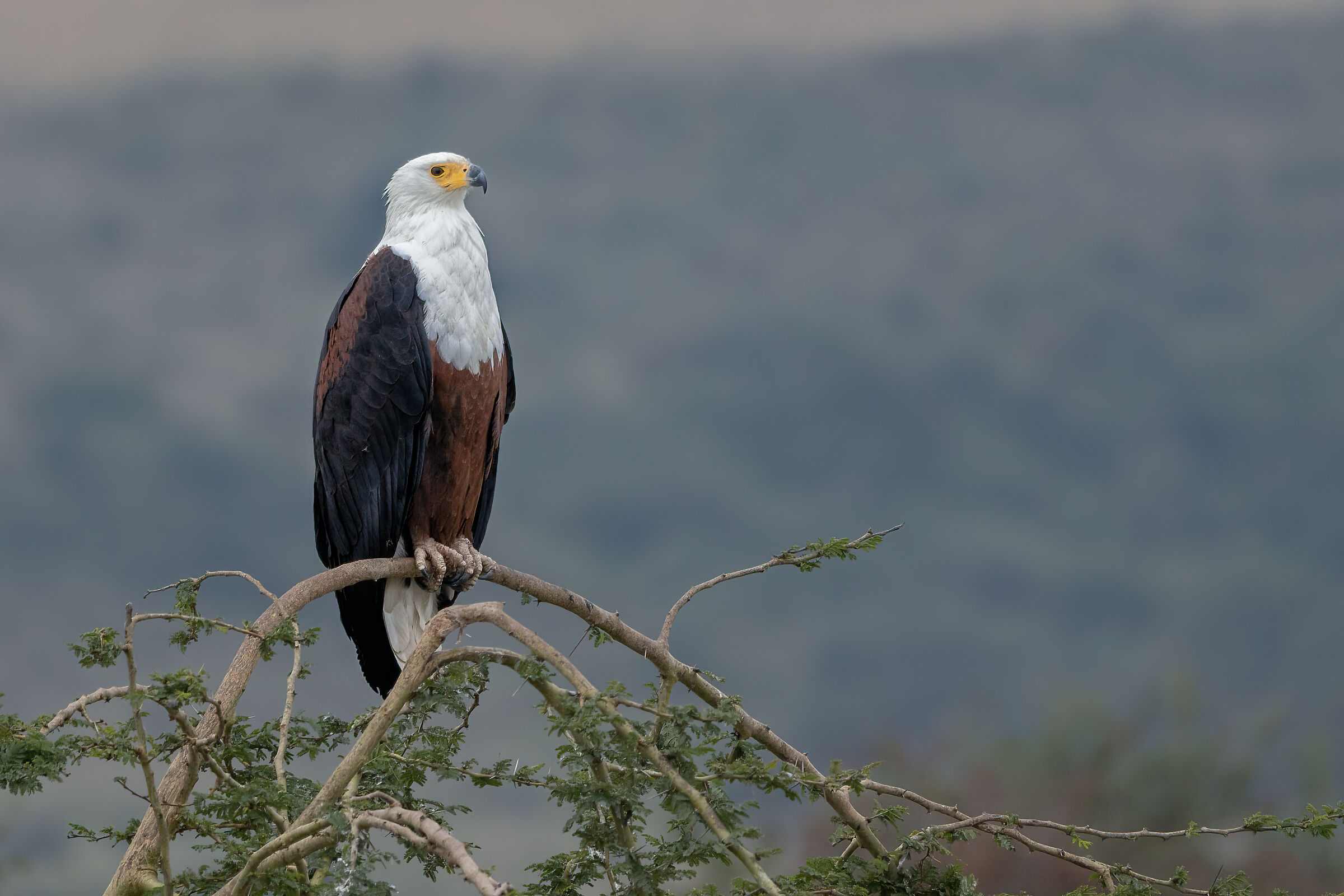 Aquila pescatrice africana - posatoio
