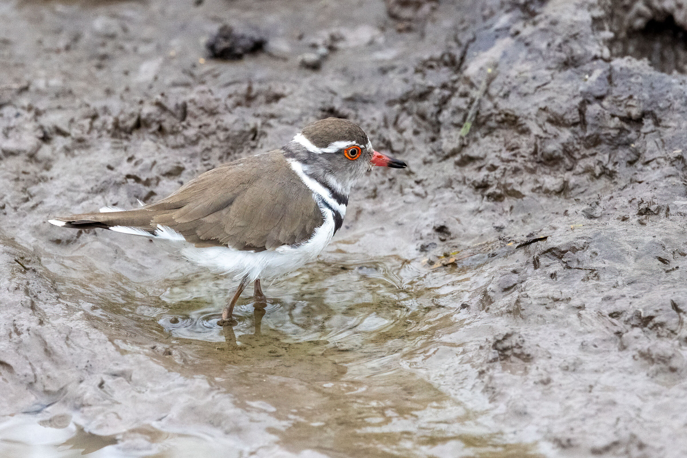 Uccellino da identificare