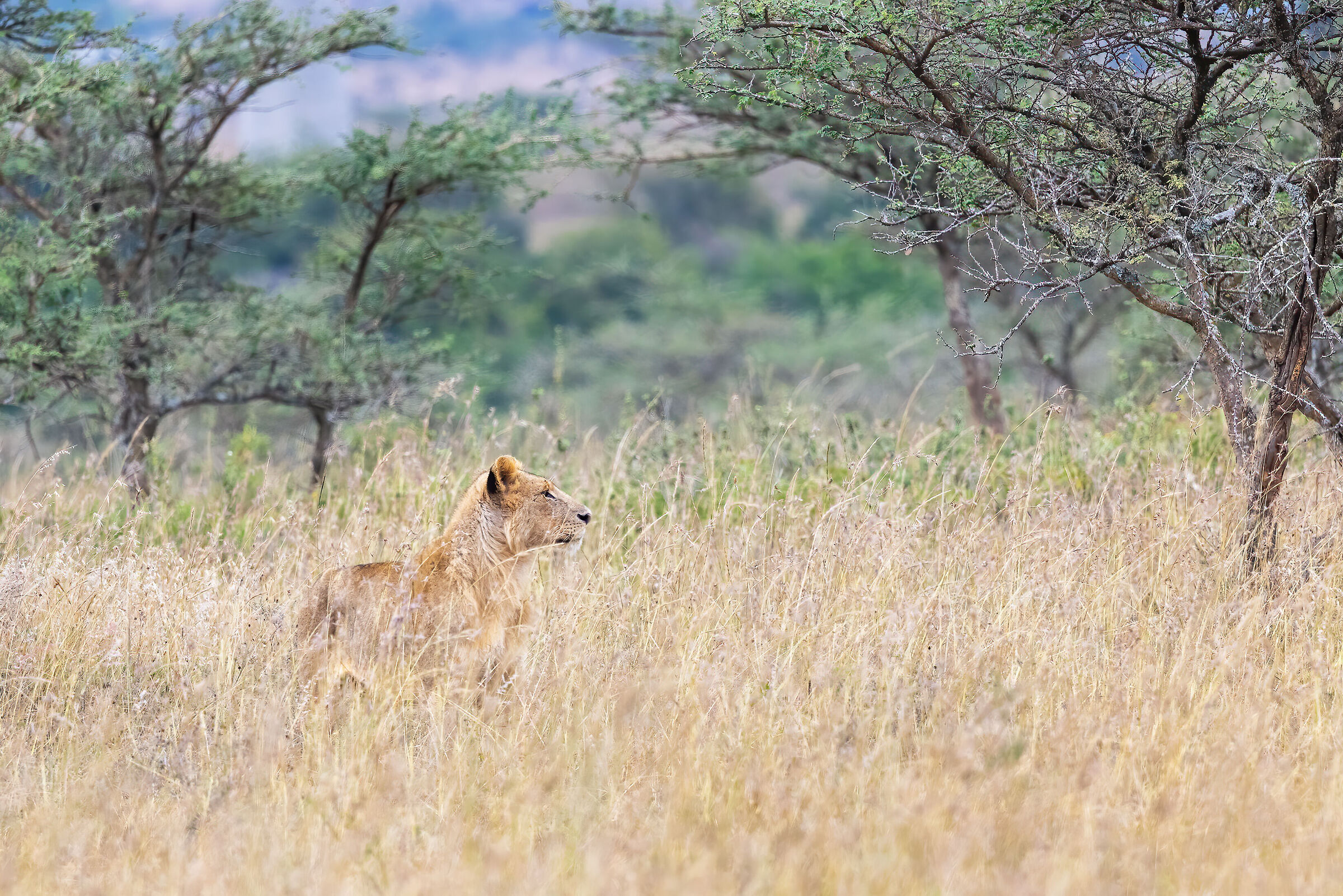 Panthera Leo, femmina, ritratto ambientato