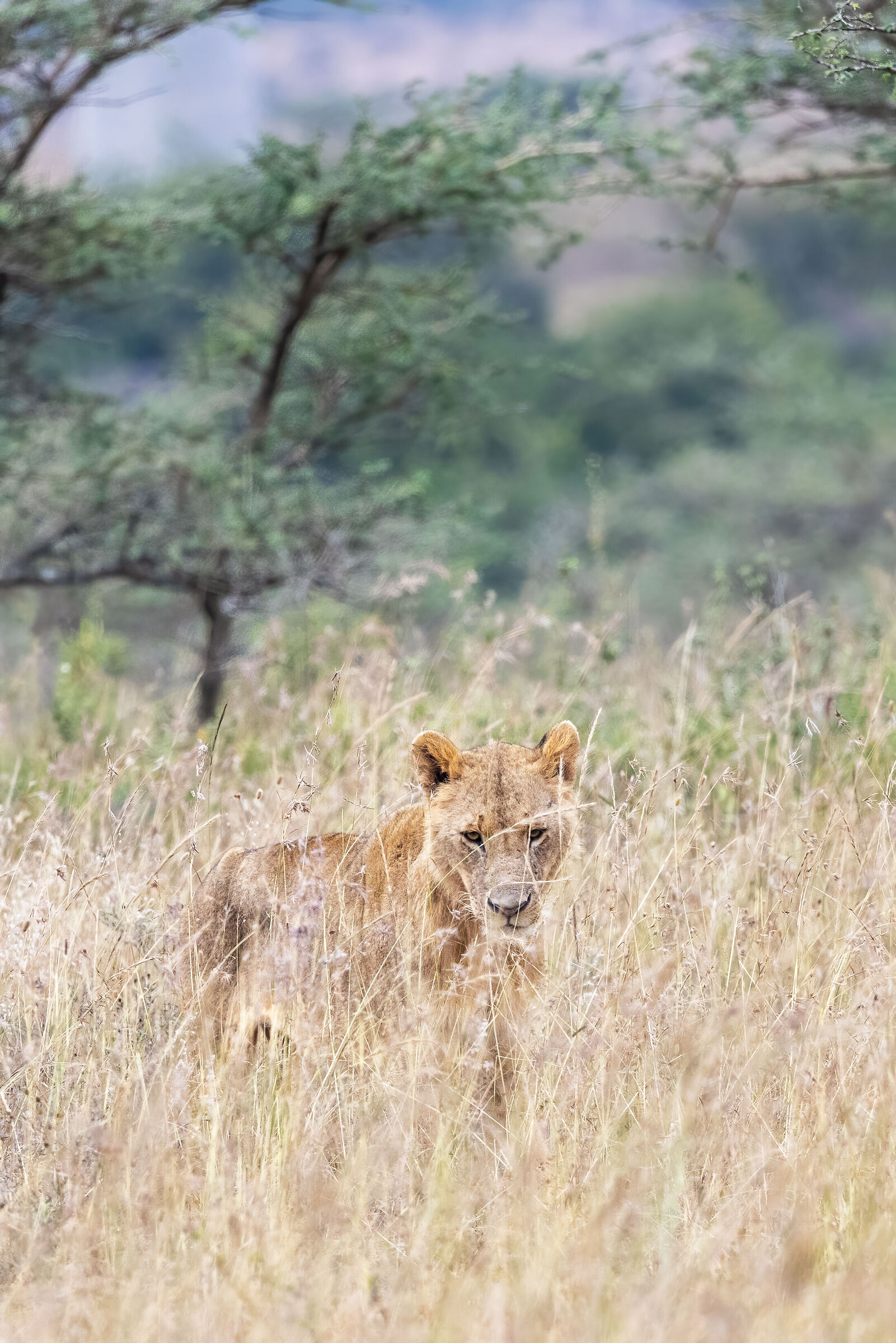 Panthera Leo, femmina, ambientato, verticale