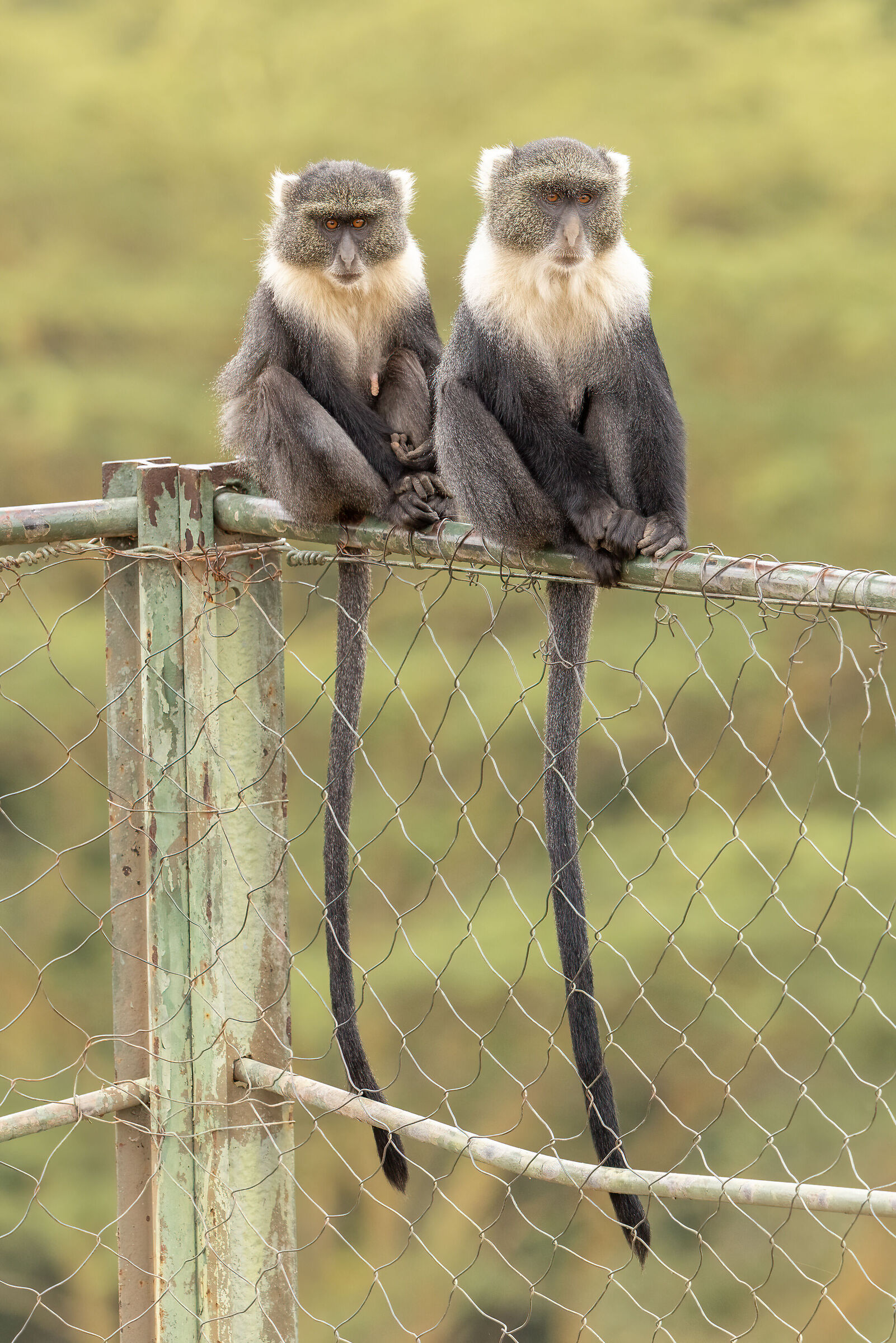 Coppia d scimmie da identificare - vert.