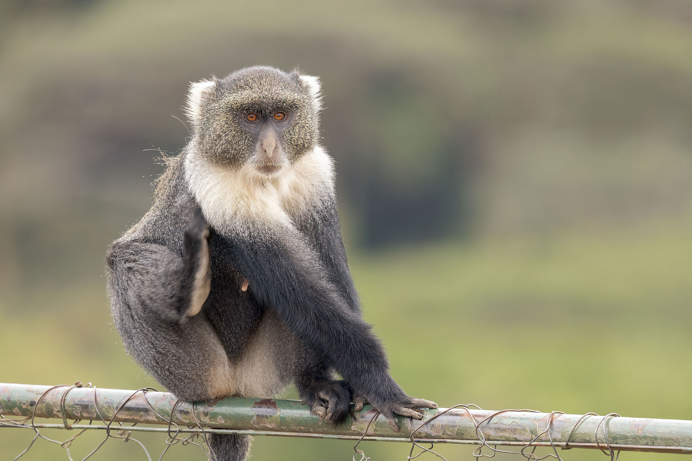 Scimmia simpatica da identificare