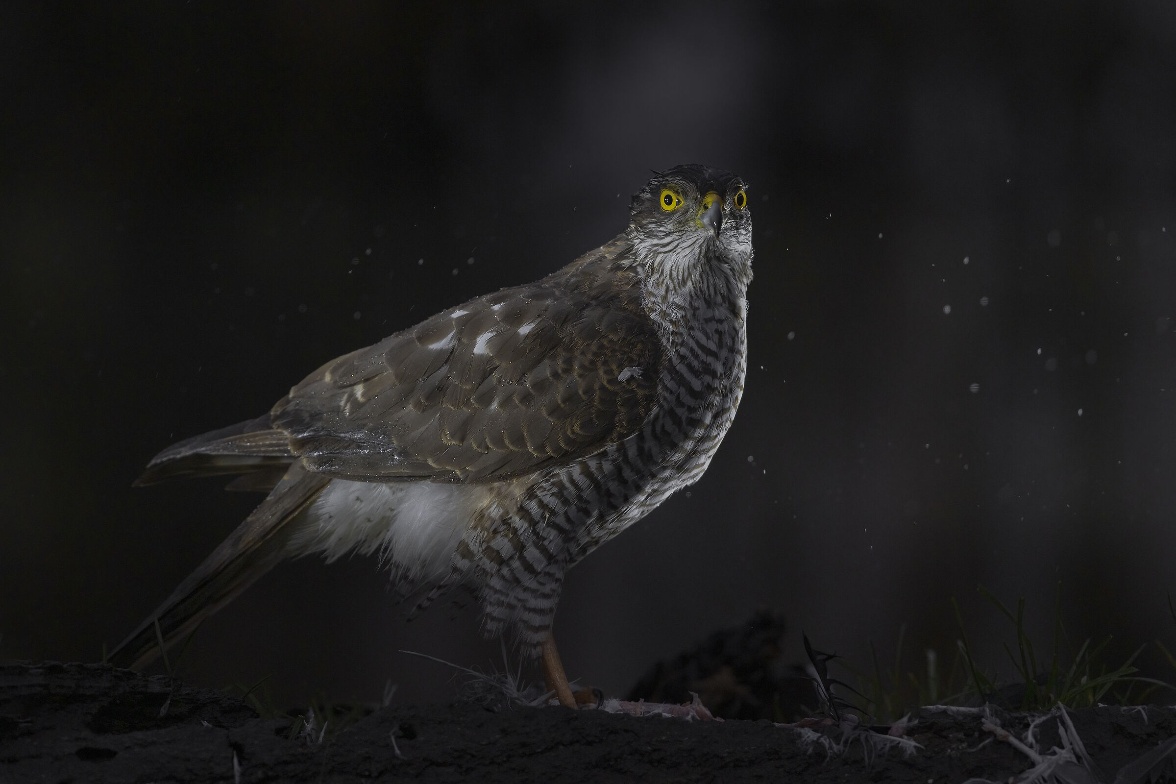 Sparviere prima dell'alba