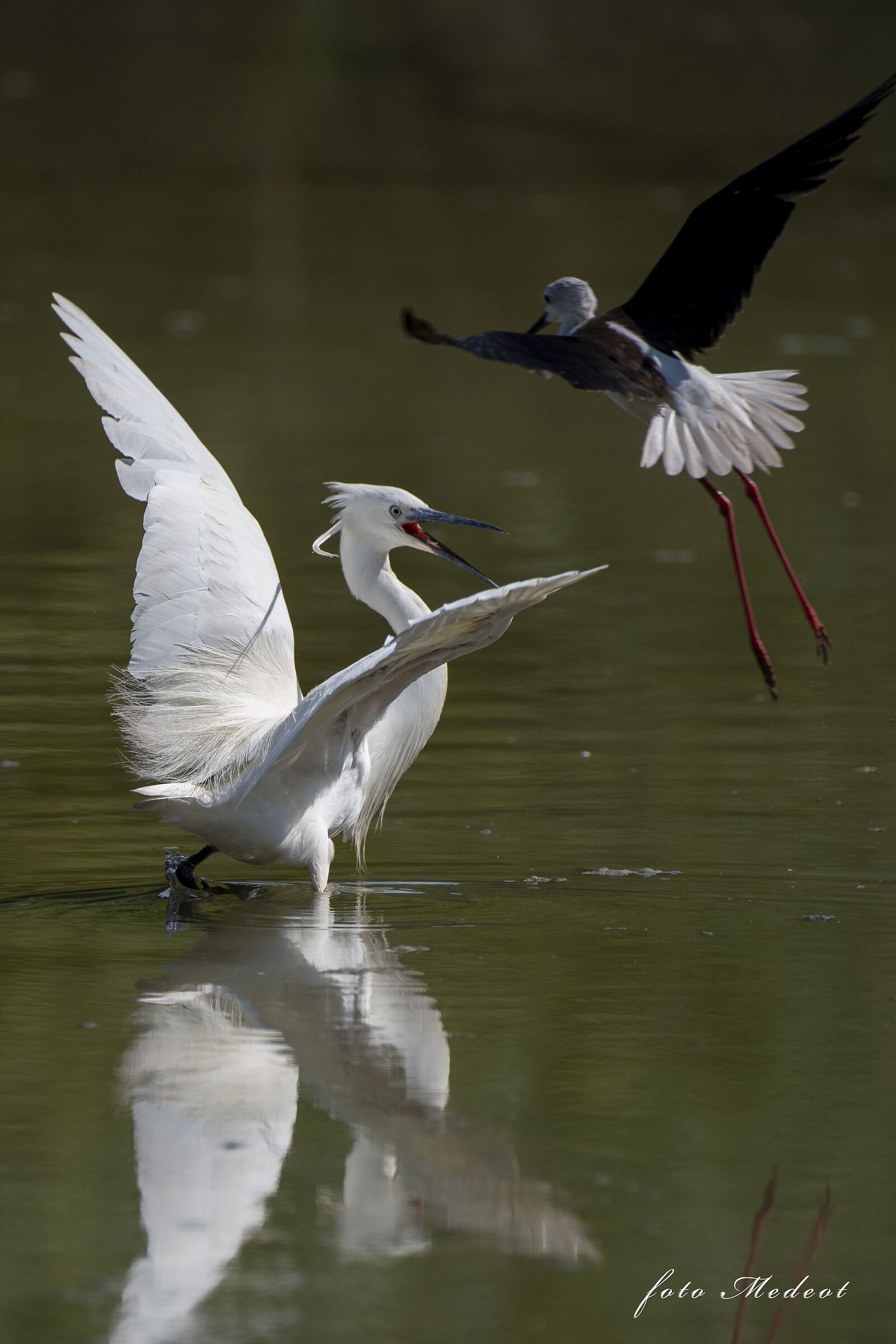 Cavaliere contro Garzetta