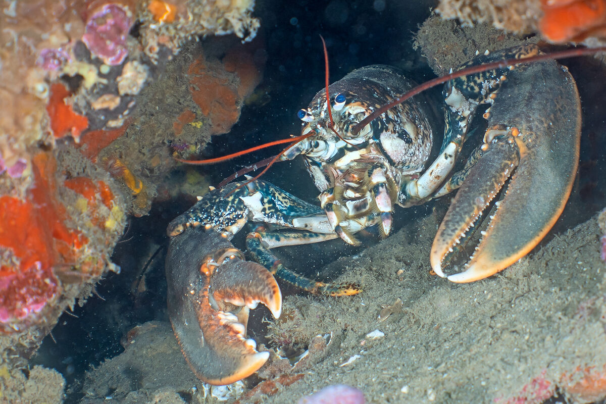 Homarus gammarus
