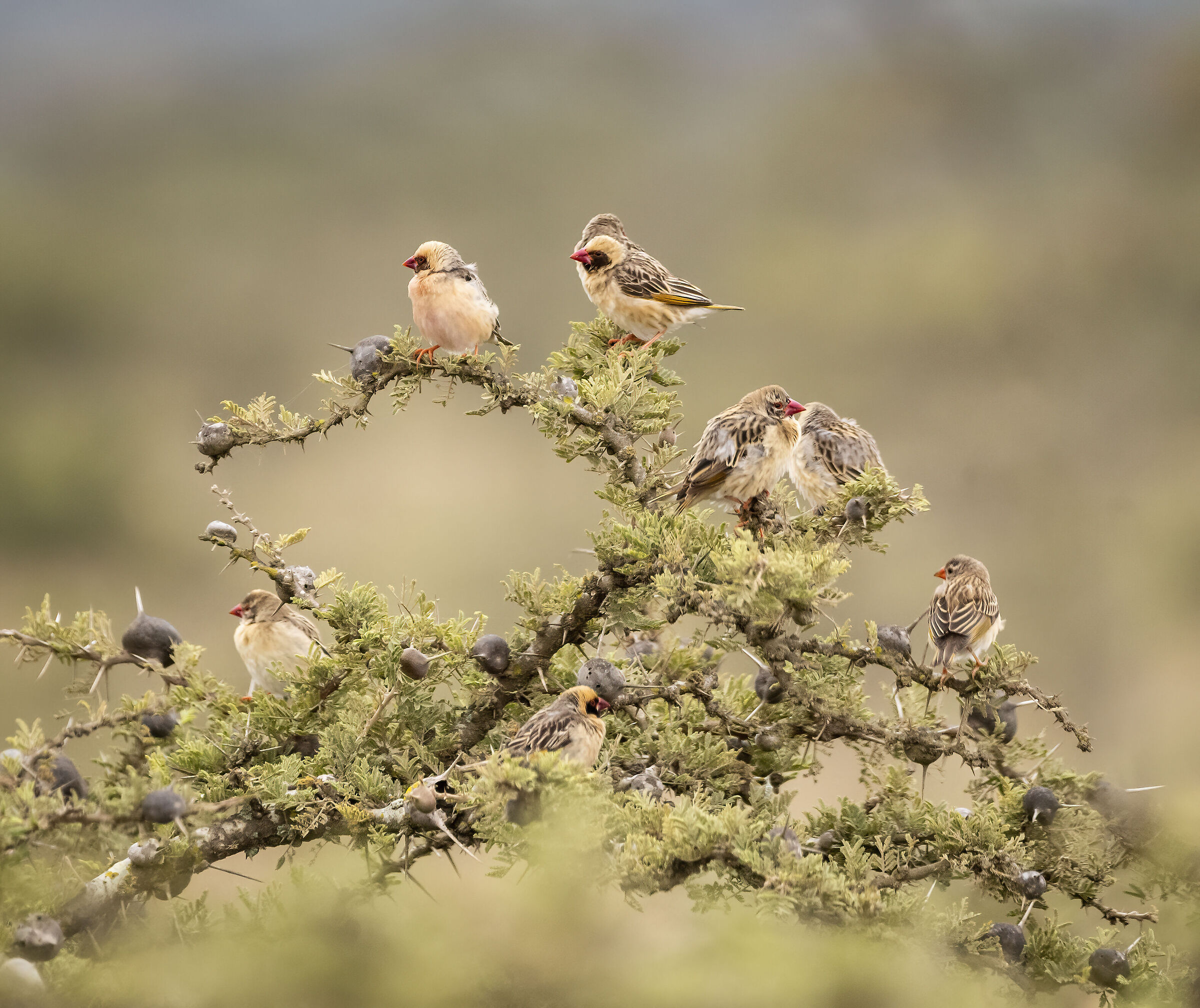 Nairobi National Park