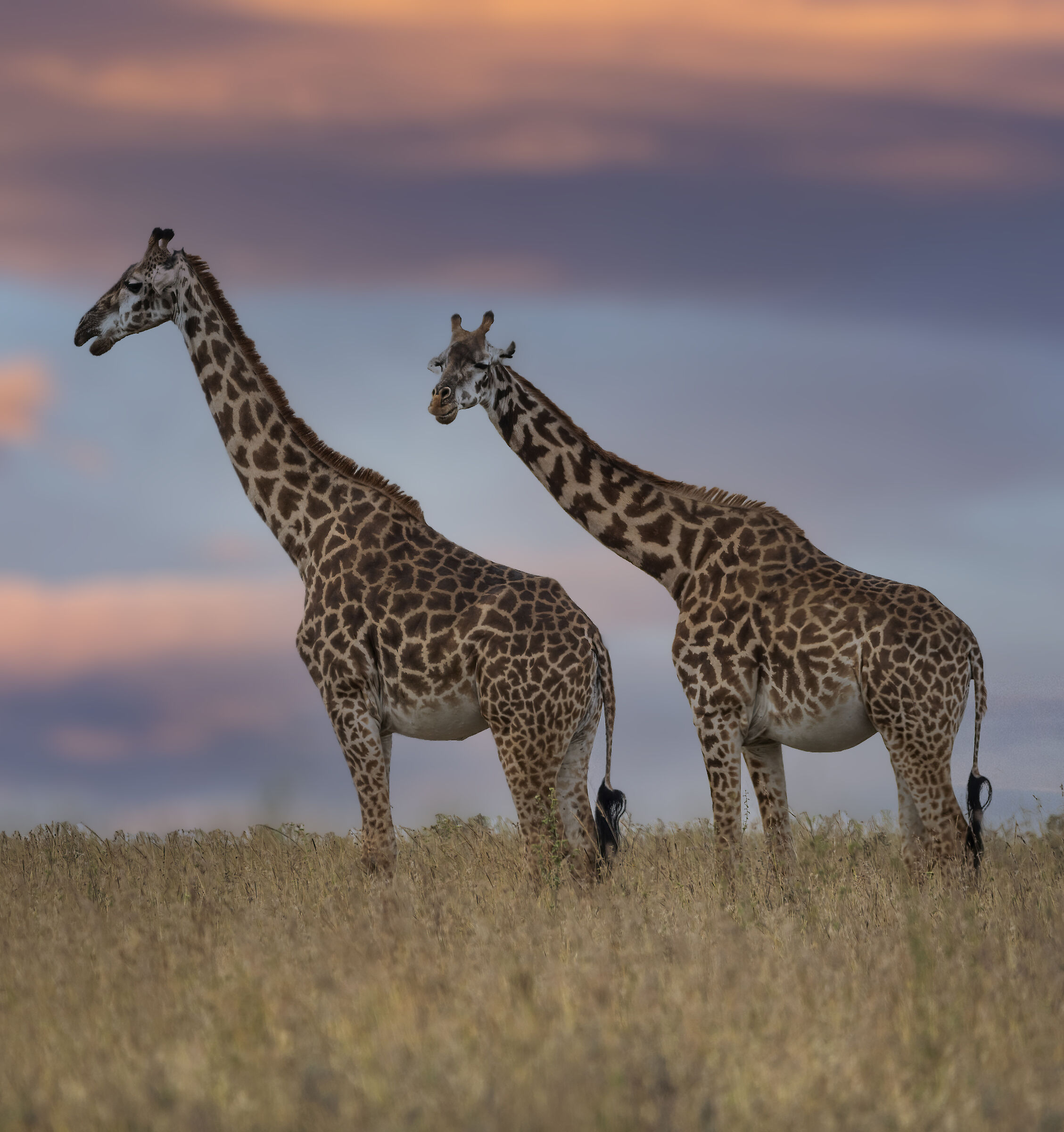 Nairobi National Park