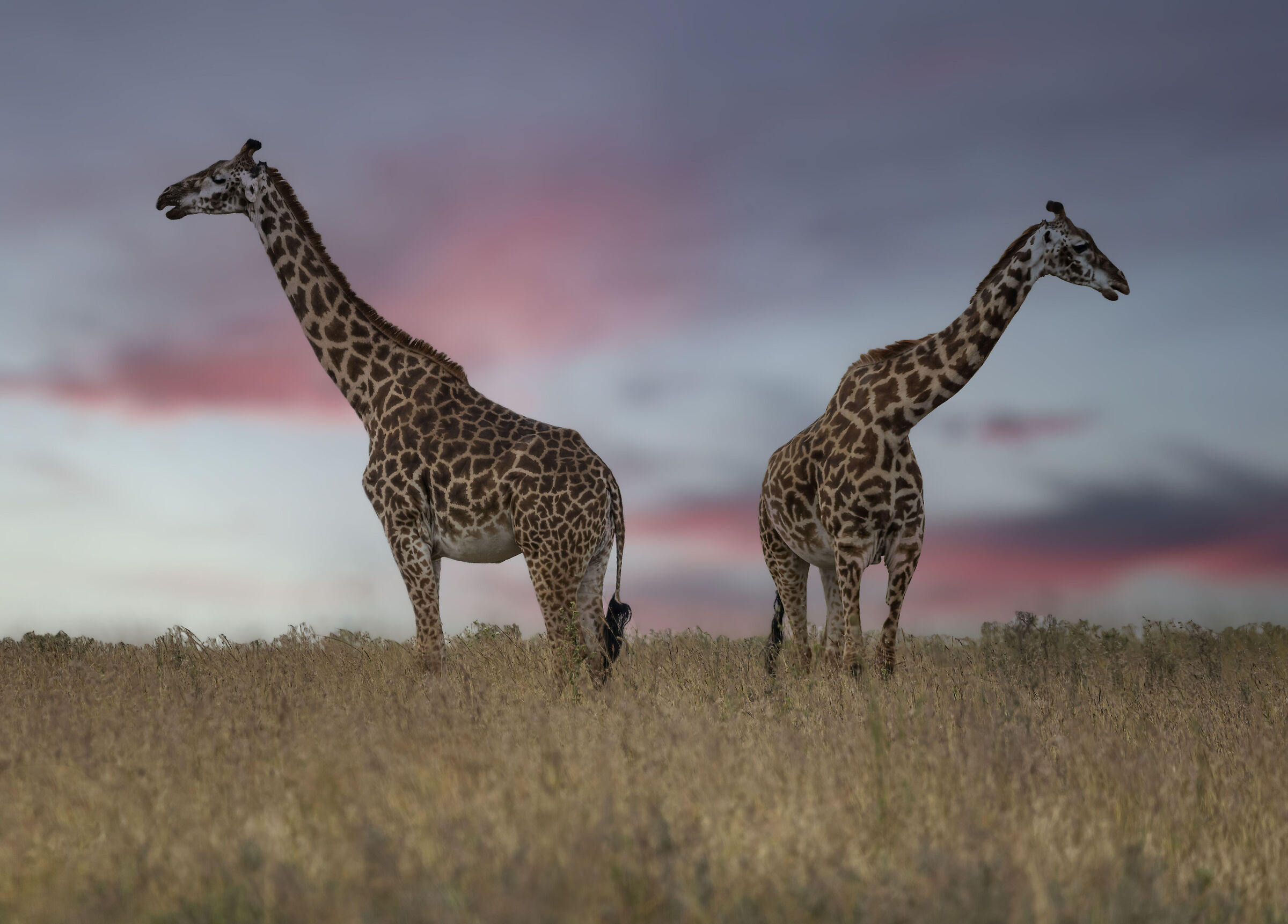 Nairobi National Park