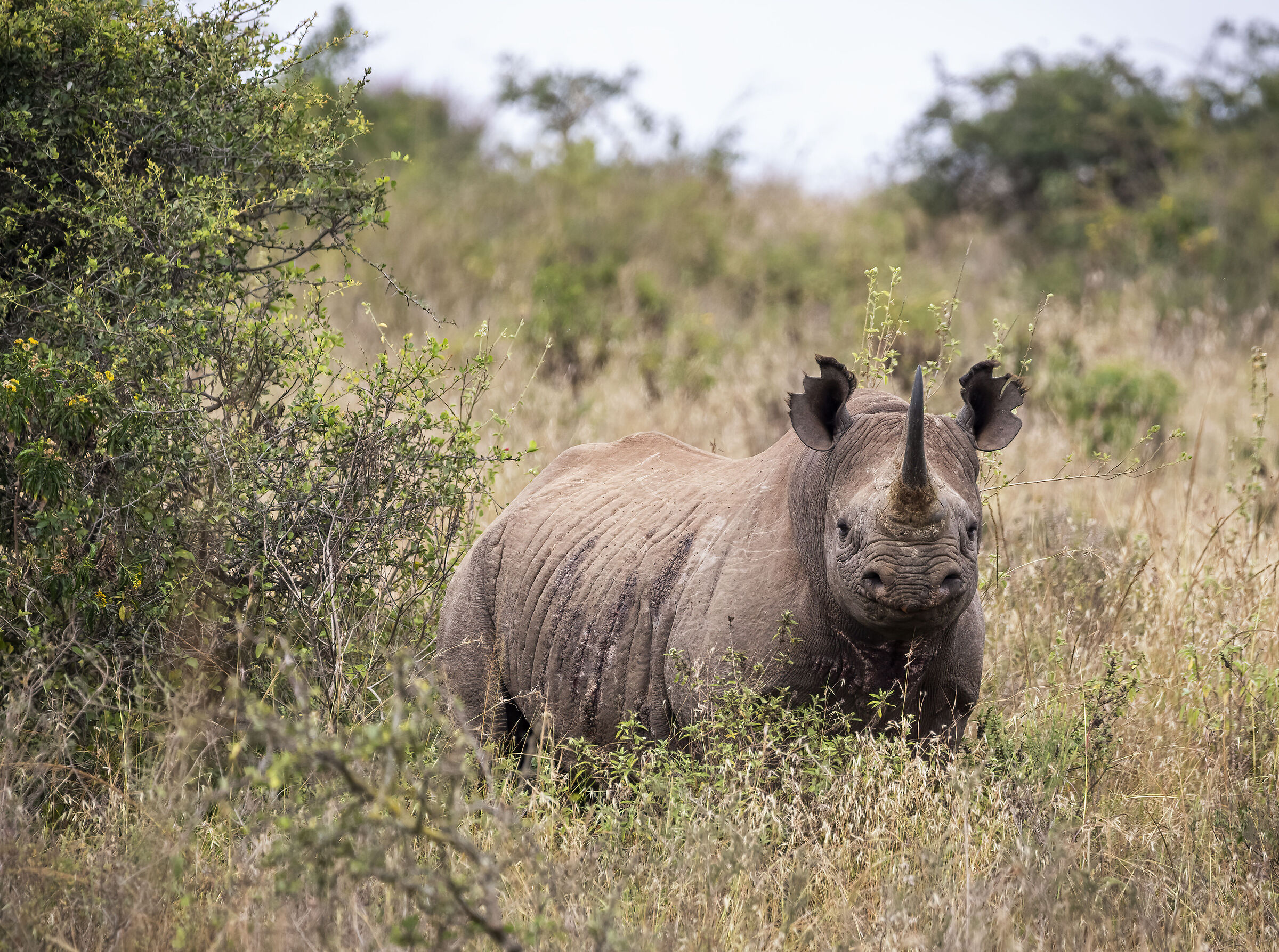 Nairobi National Park